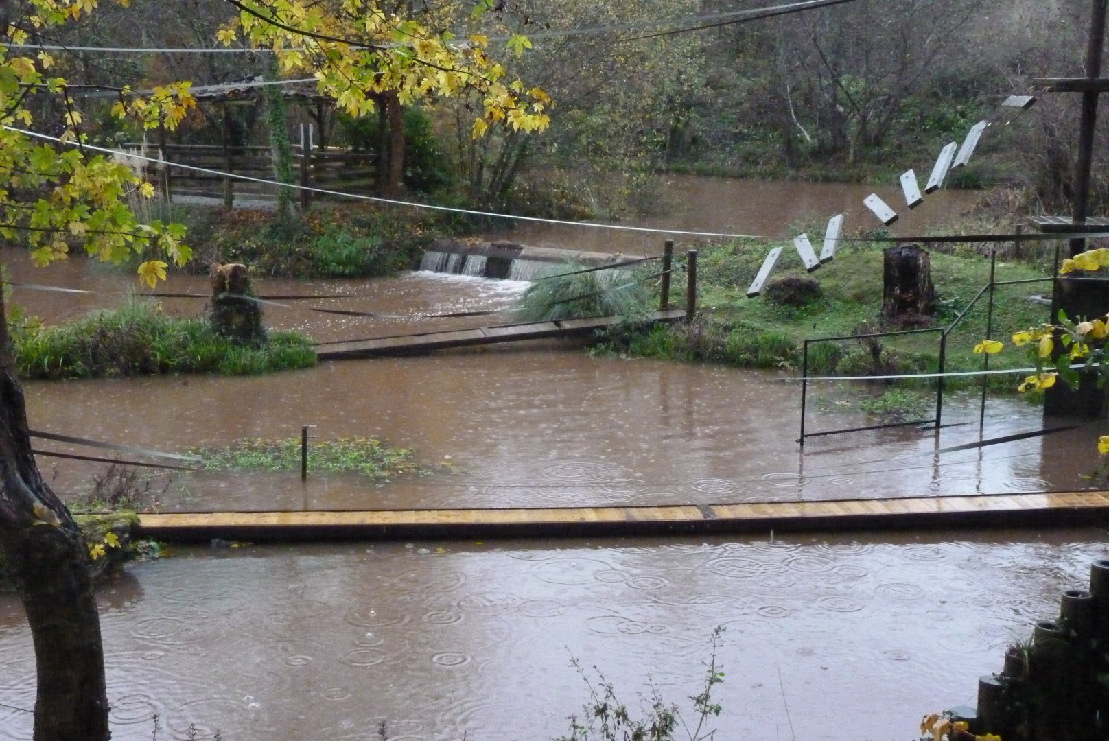 Orangutan bridges, 21 November 2016