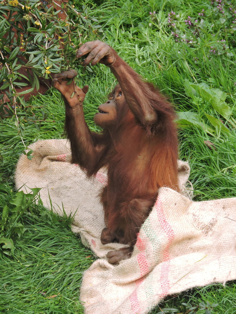 Orangutan browsing in Islands exhibit