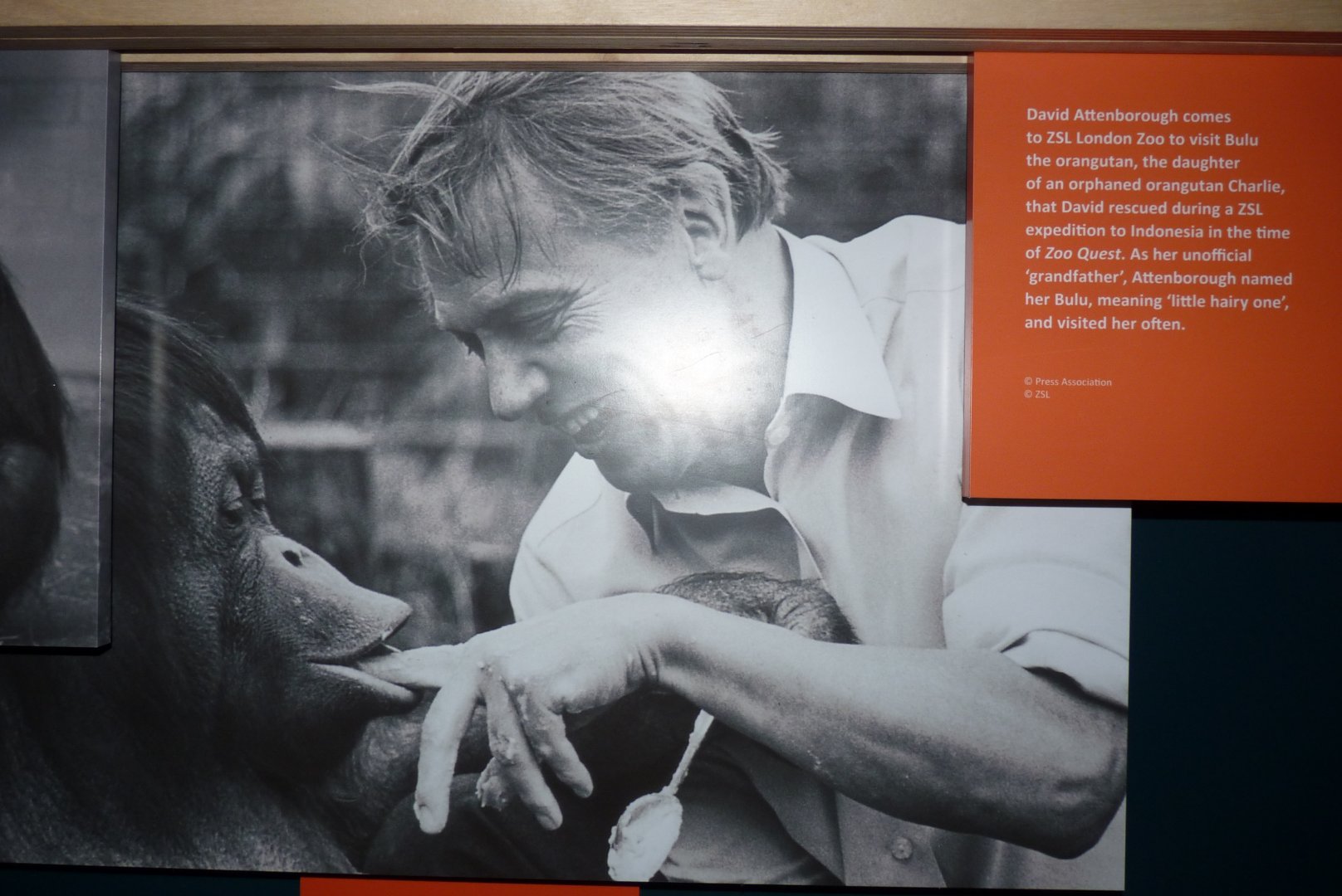 Orangutan, Bulu, and David Attenborough