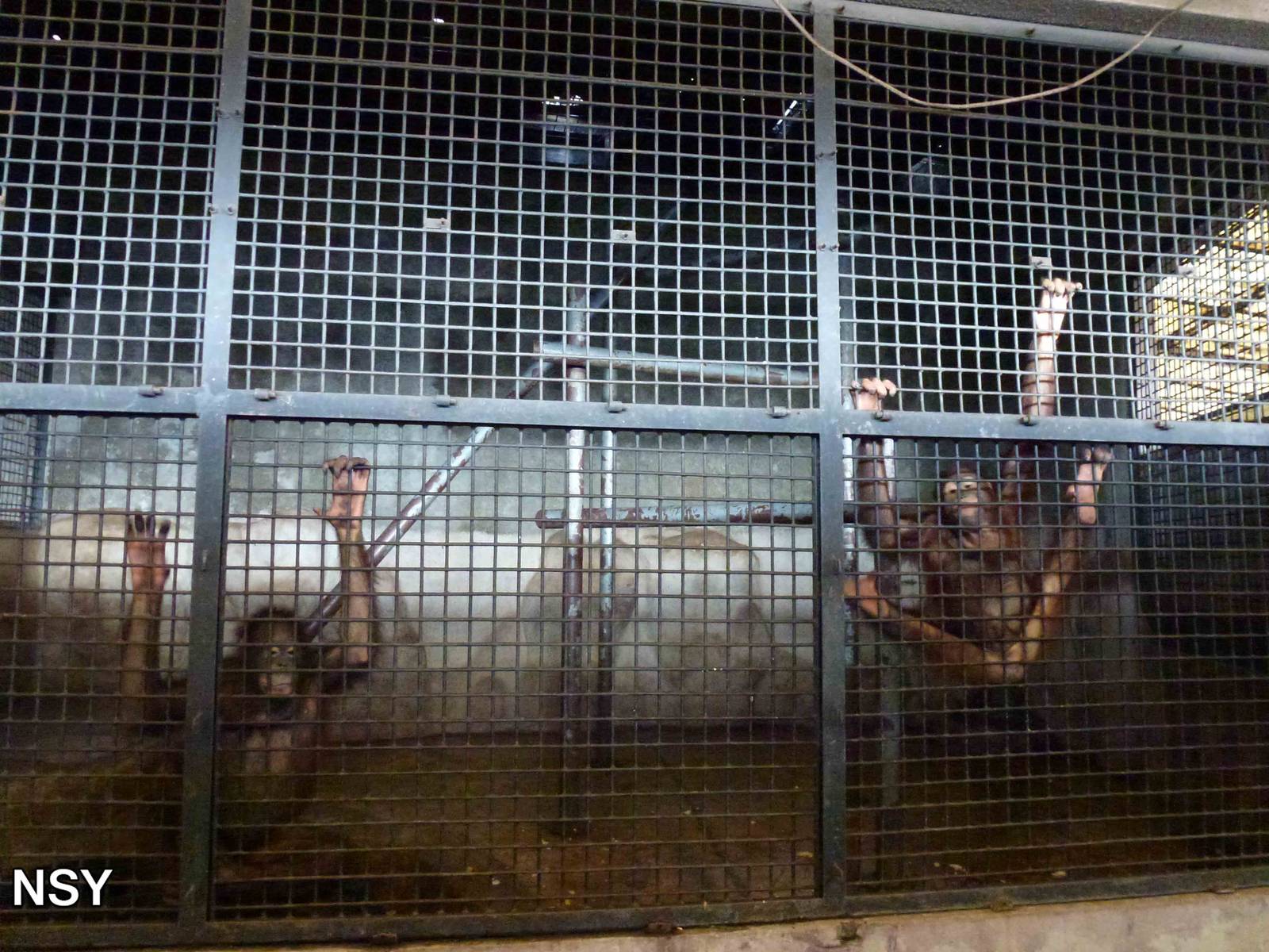 Orangutan cage, June 2013.