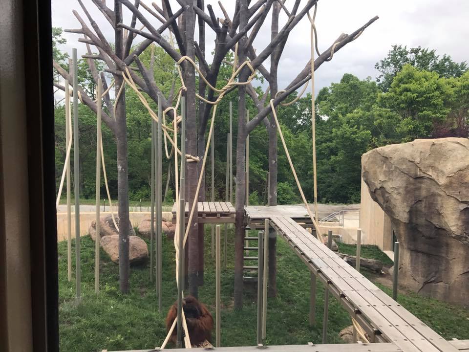 Orangutan Canopy