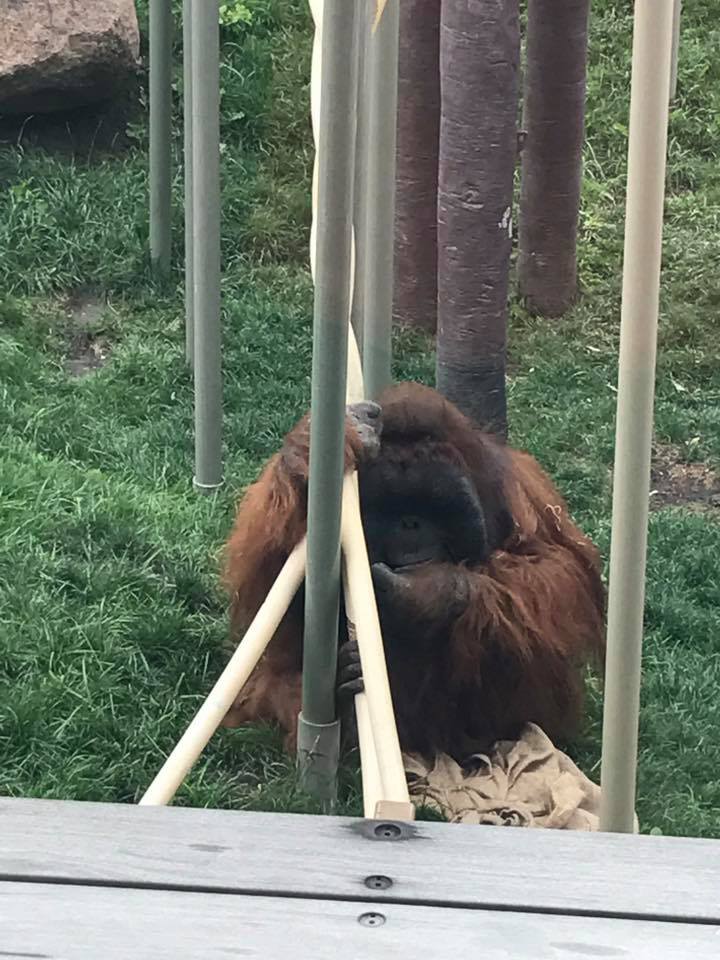 Orangutan Canopy