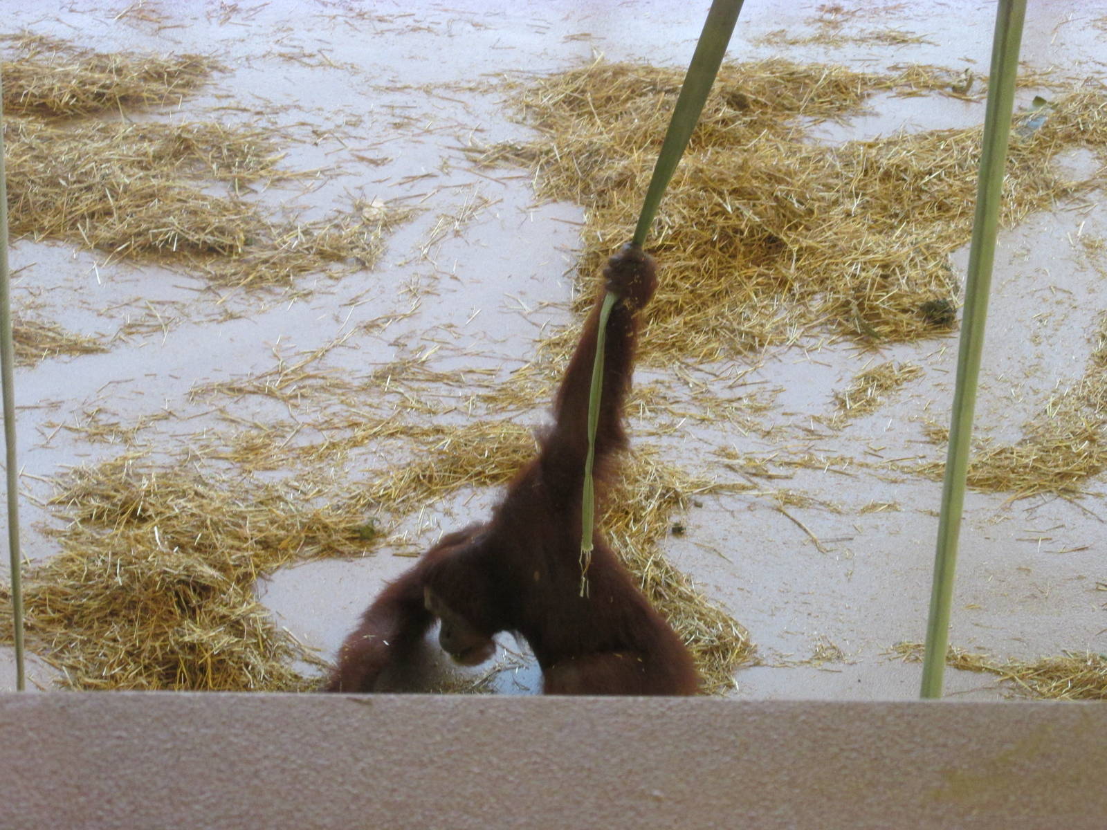 Orangutan Center Interior
