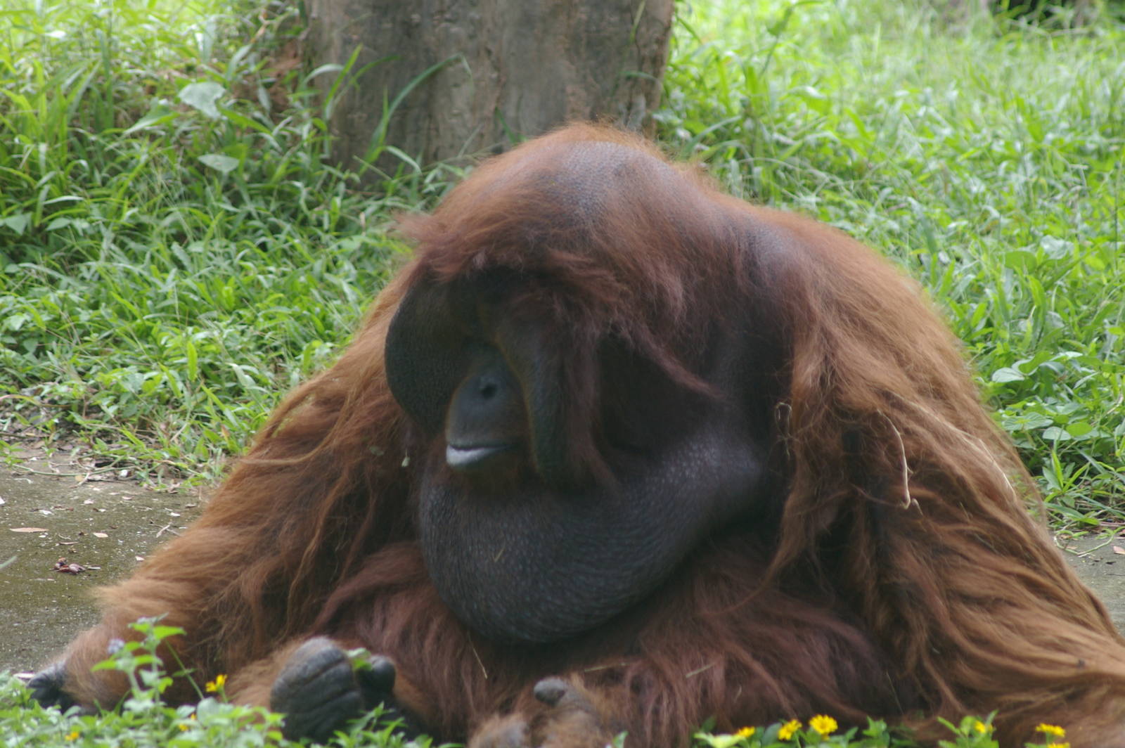 orangutan, Chiang Mai Zoo (Thailand)