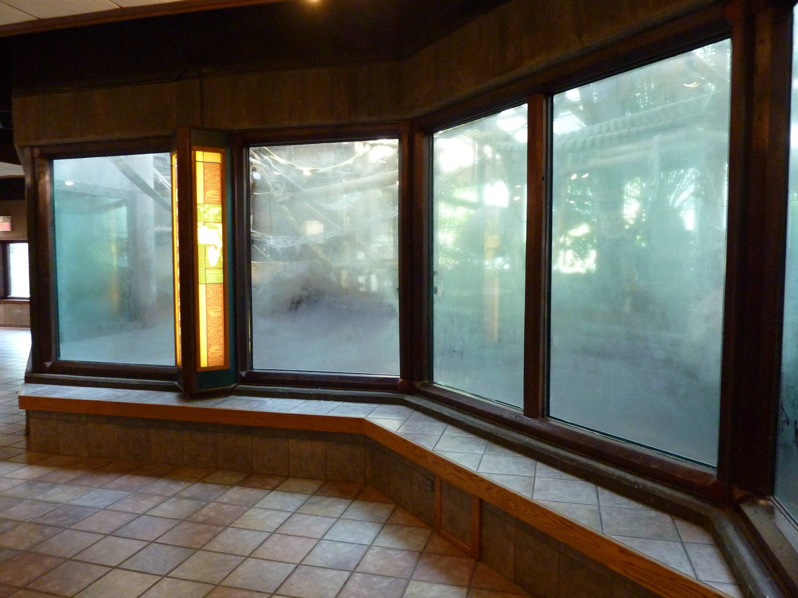Orangutan/Chimpanzee Complex - Fogged Up Windows
