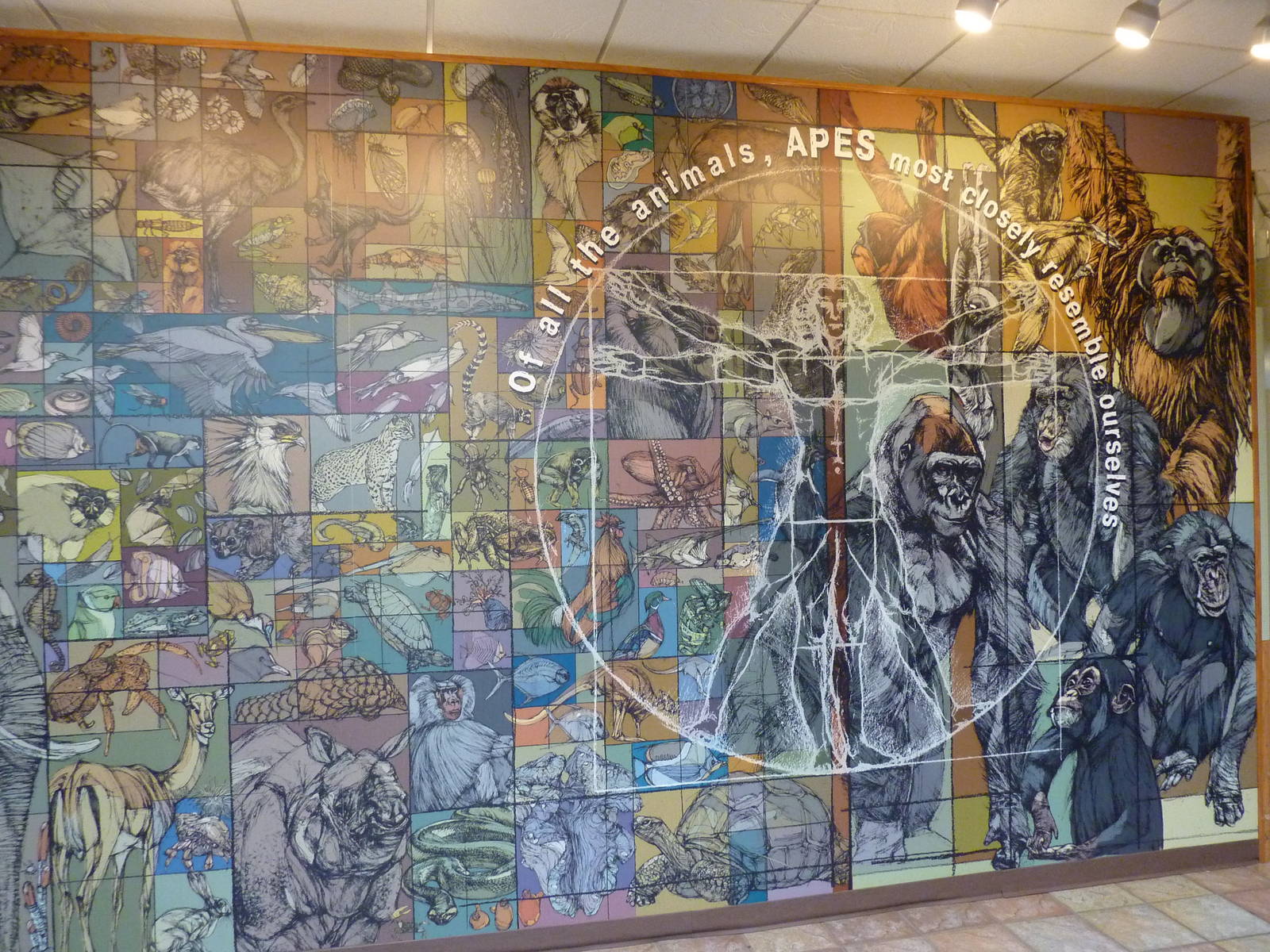 Orangutan/Chimpanzee Complex - Mural