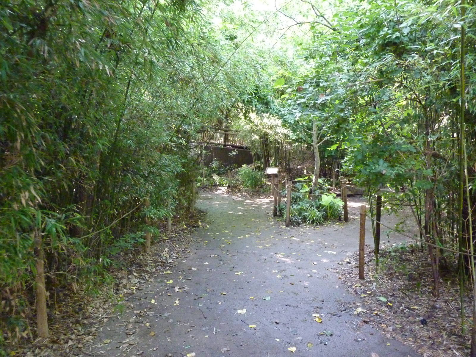 Orangutan/Chimpanzee Complex - Visitor Pathway