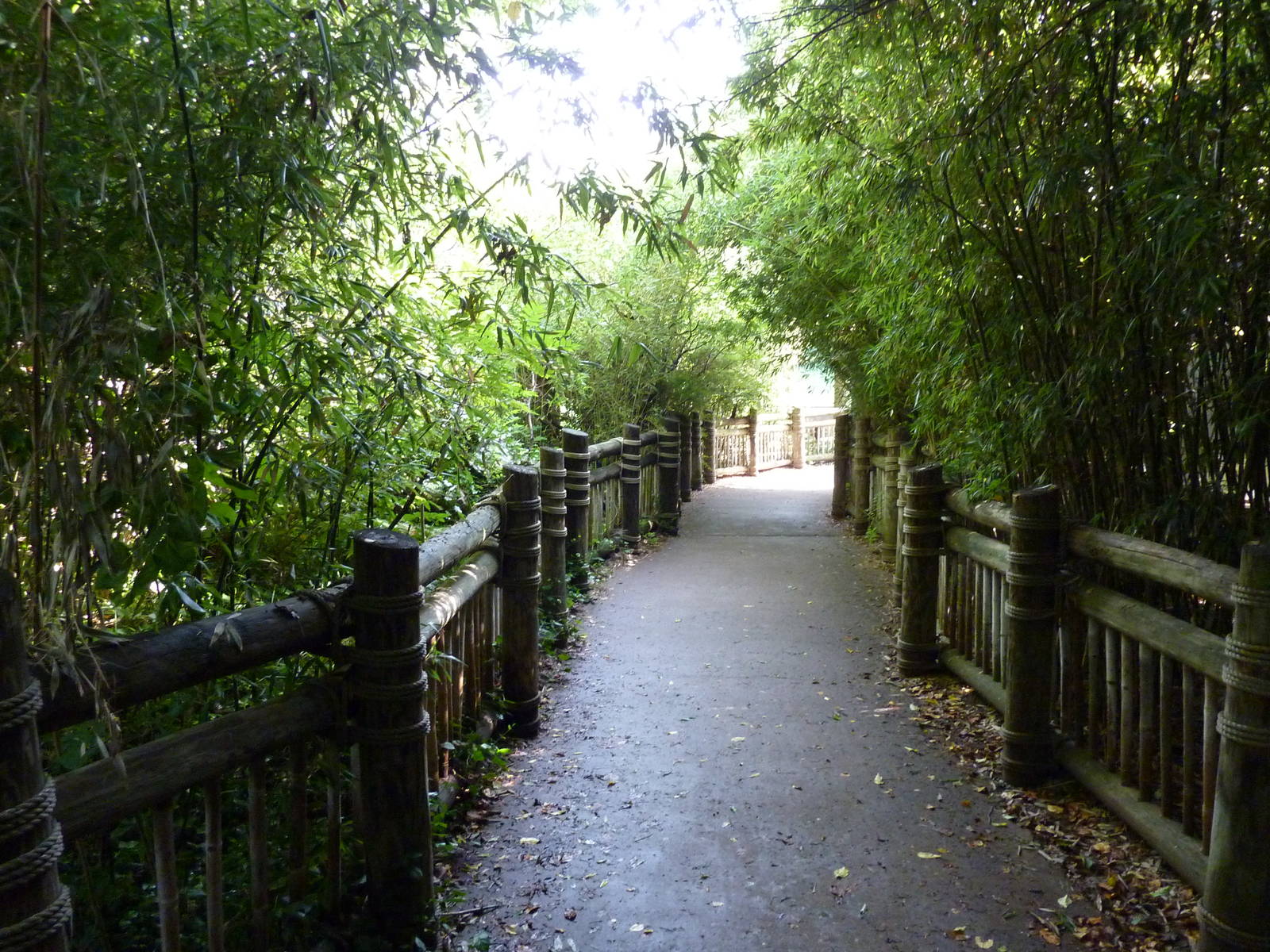 Orangutan/Chimpanzee Complex - Visitor Pathway