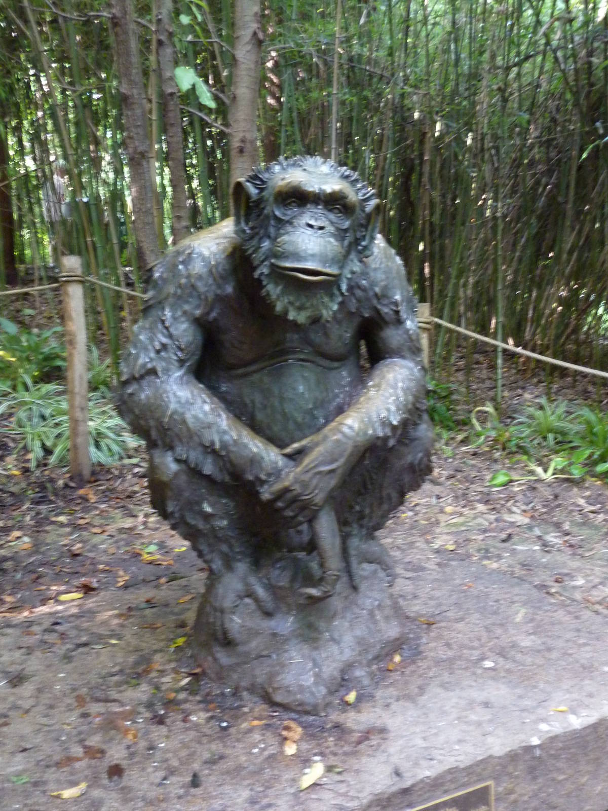 Orangutan/Chimpanzee Exhibit - Chimp Statue