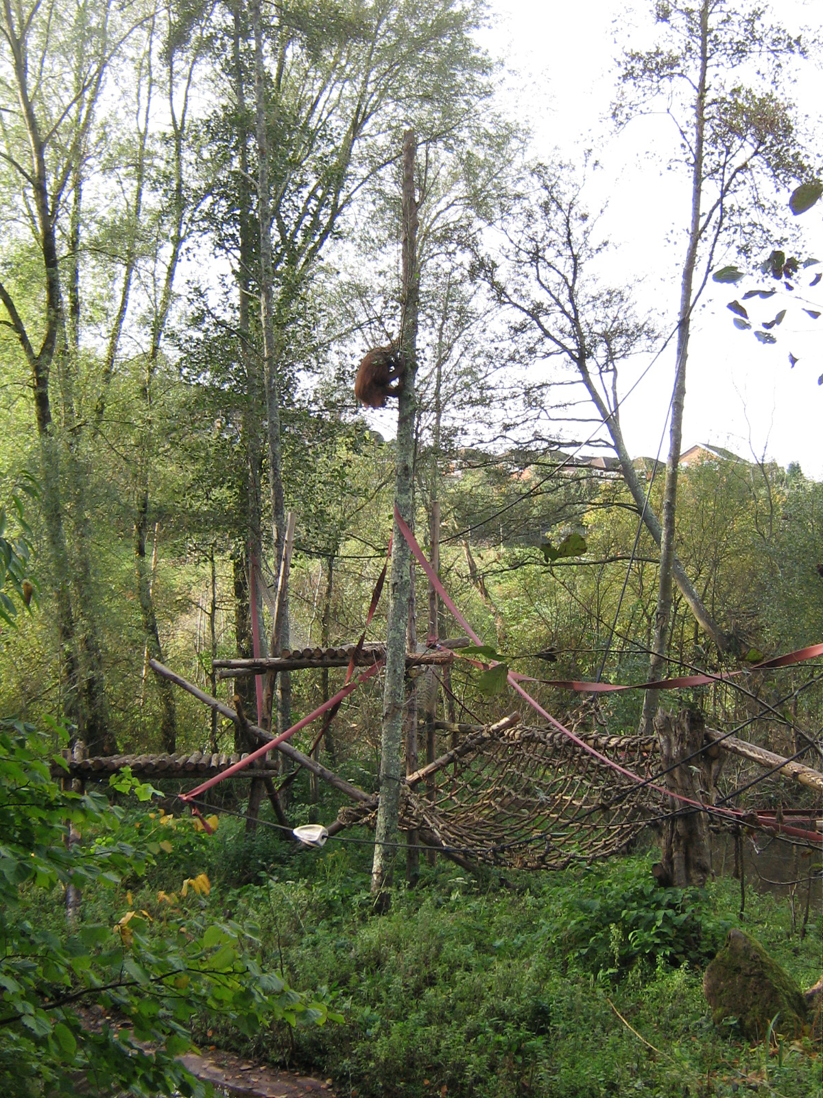 Orangutan, Chinta, October 2008