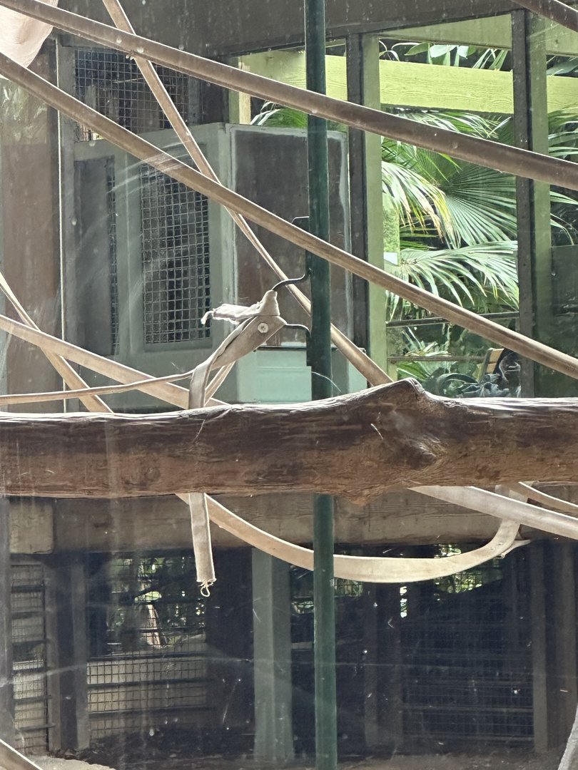 Orangutan Chute Entrance