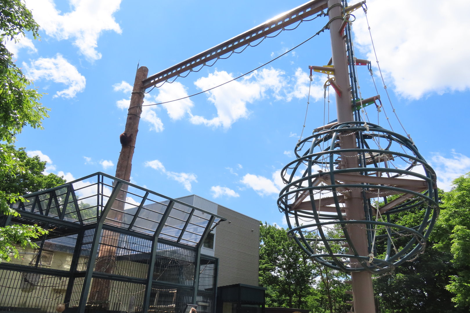 Orangutan climbing structure