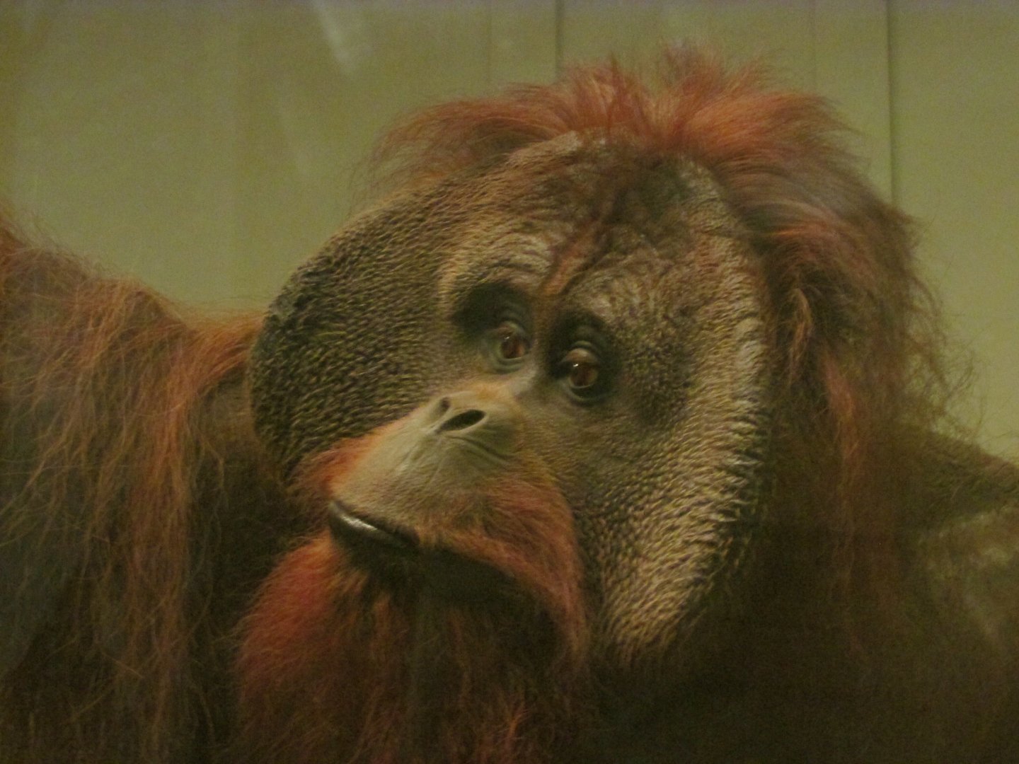 Orangutan Closeup