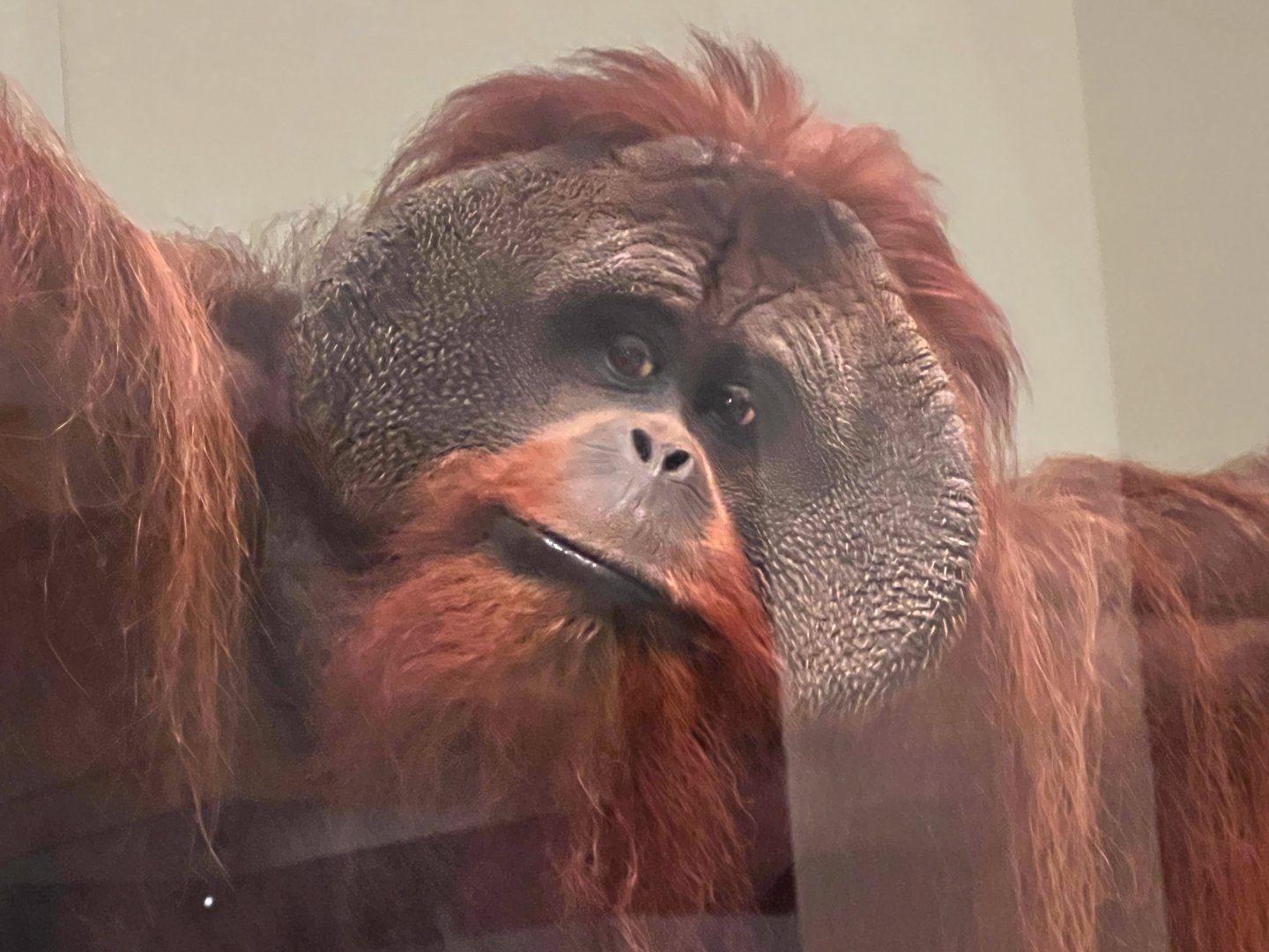 Orangutan Closeup