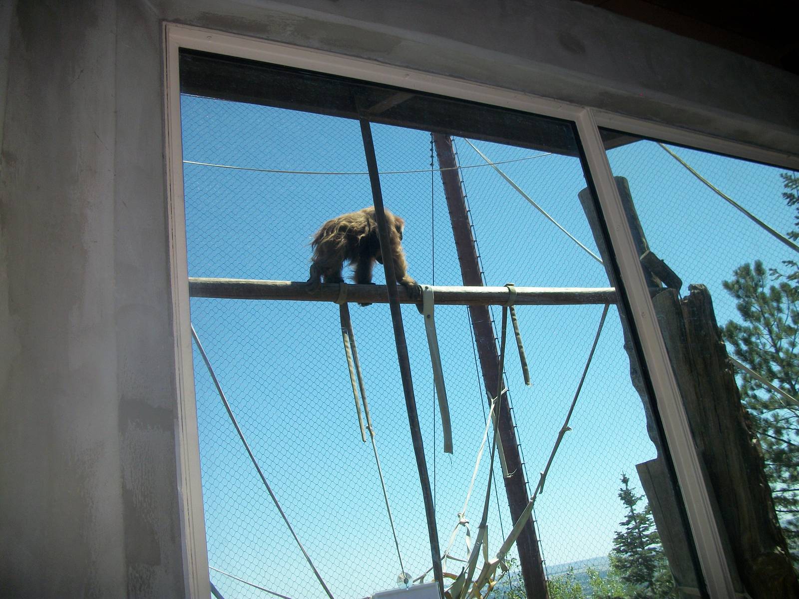 Orangutan -CMZ July 2012