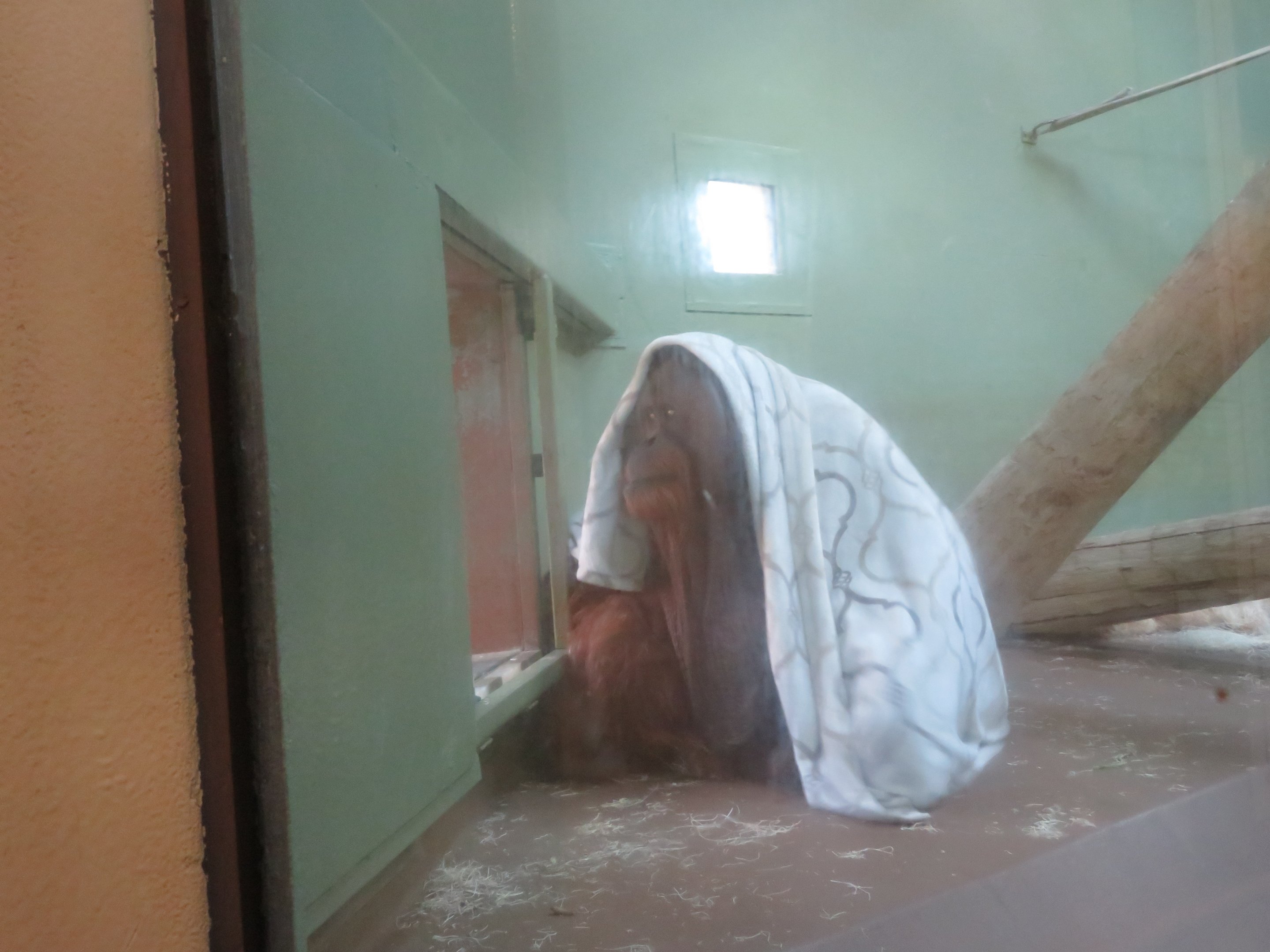 Orangutan Considers the Weather