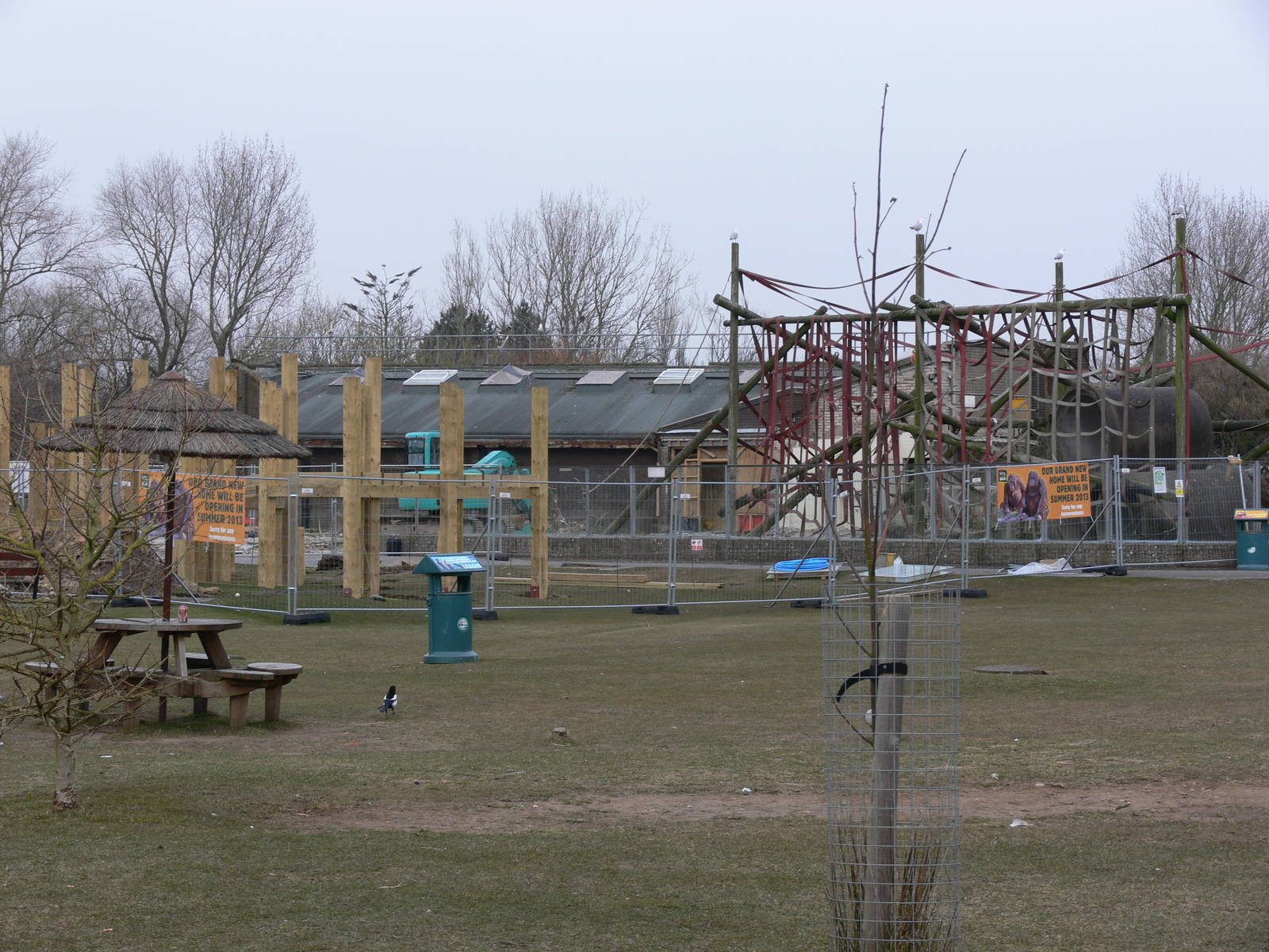 Orangutan construction at Blackpool Zoo, 07/04/13