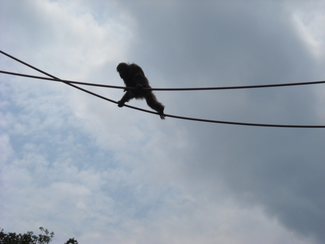 Orangutan crossing O-line June 2011