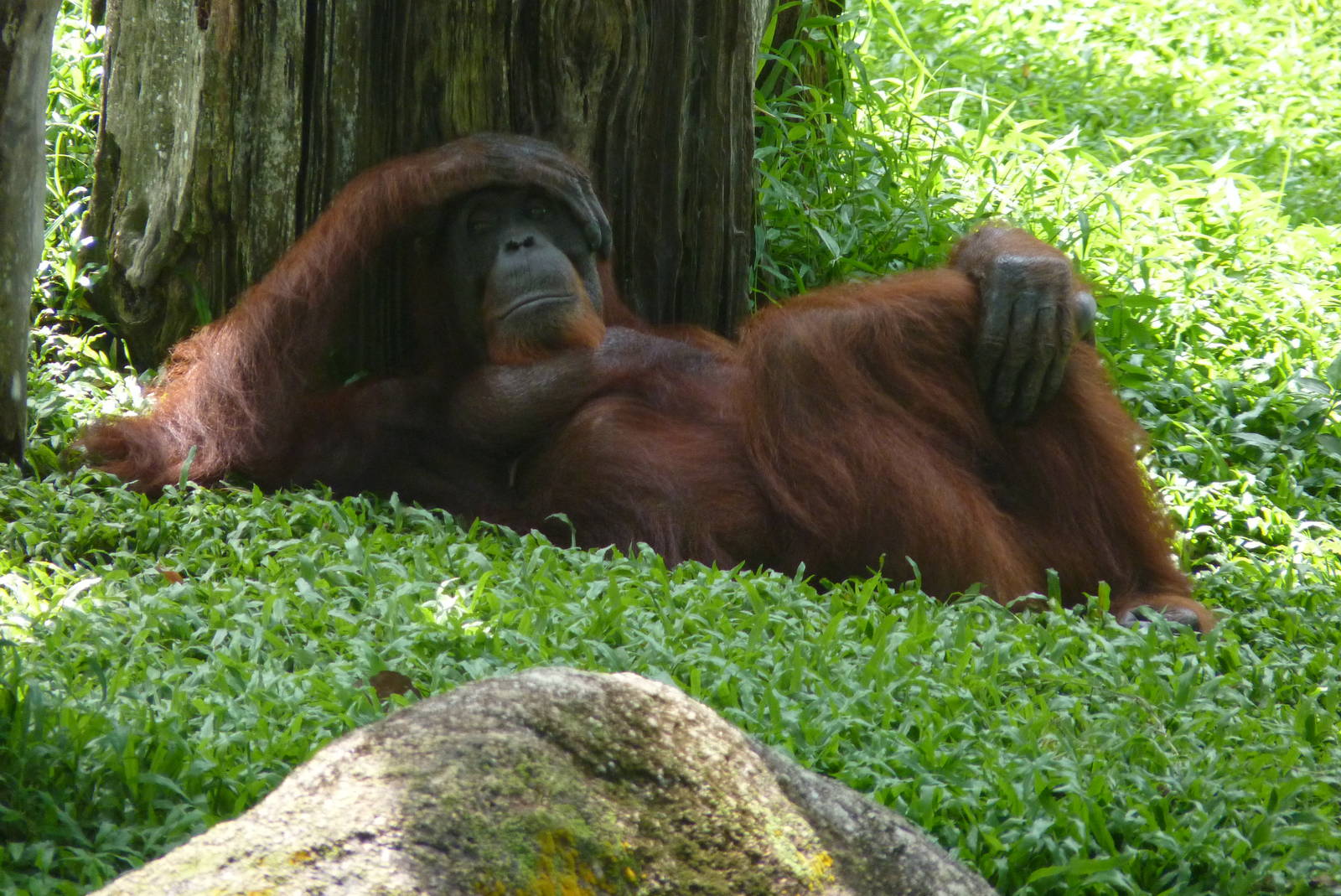 Orangutan, December 2015