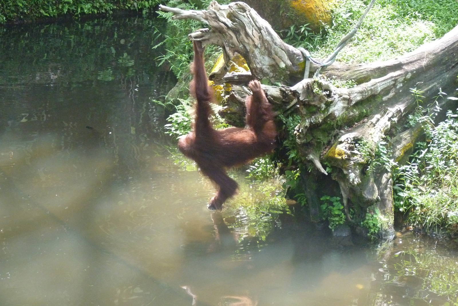 Orangutan, December 2015