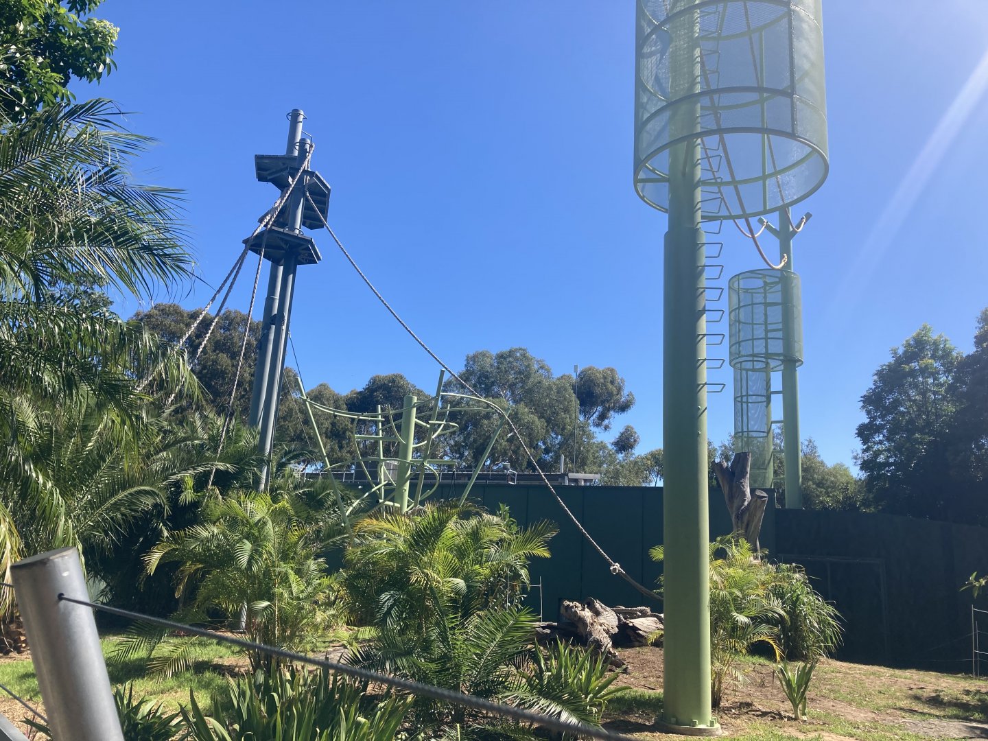 Orangutan Development