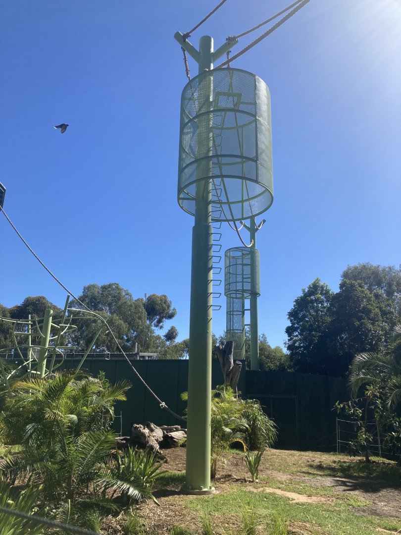 Orangutan Development