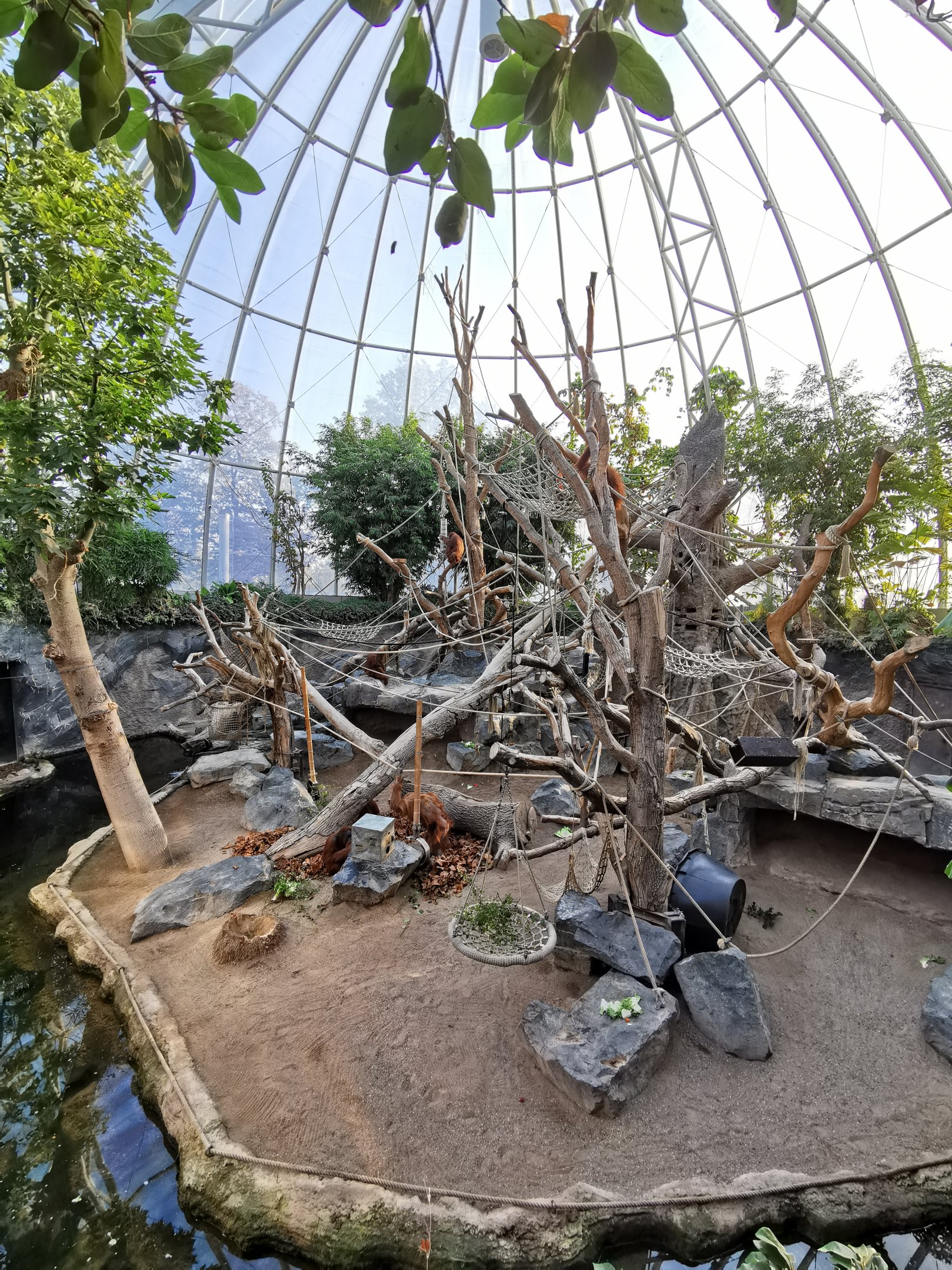 Orangutan dome inside - Tierpark Hagenbeck