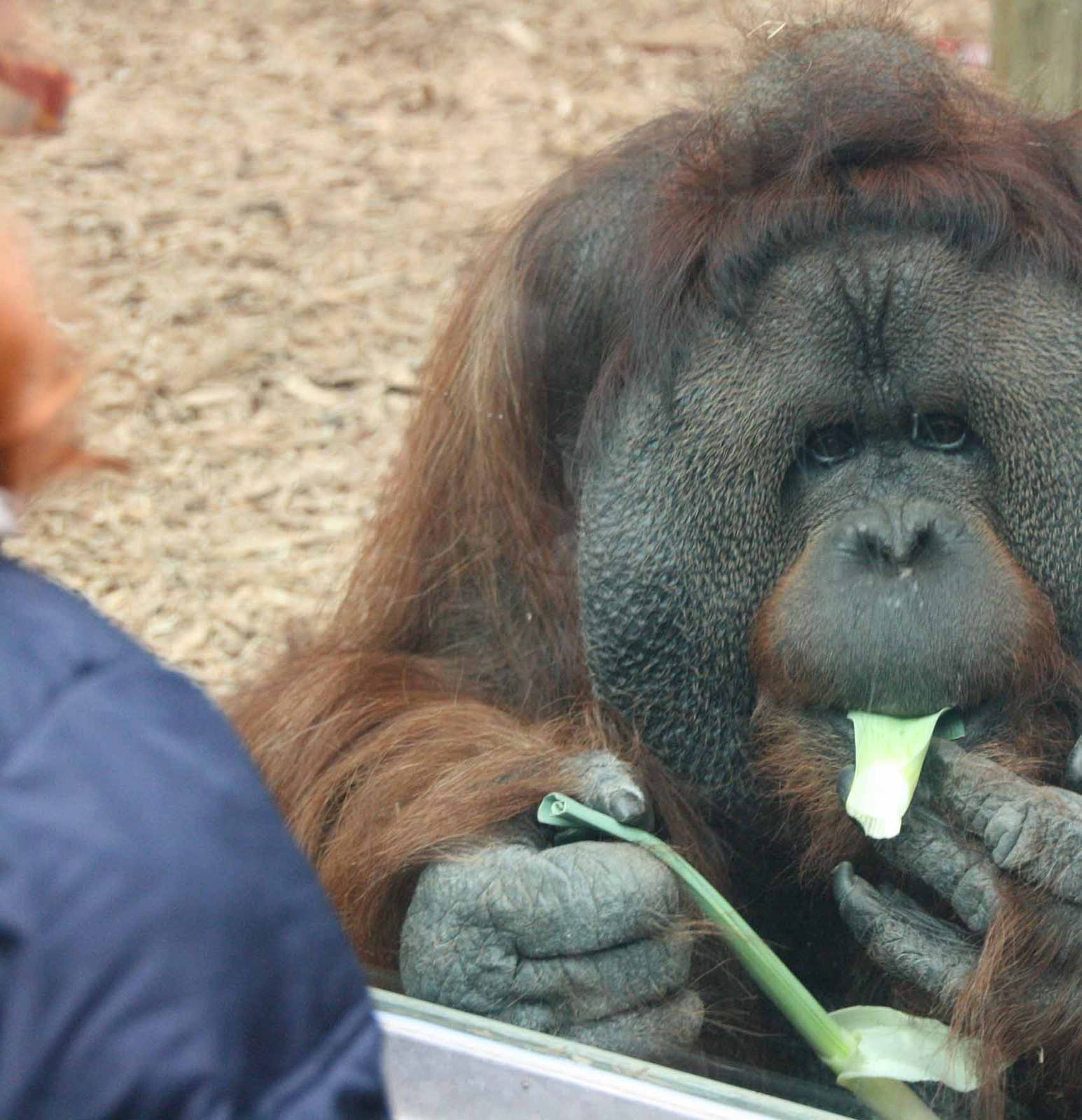 Orangutan eating