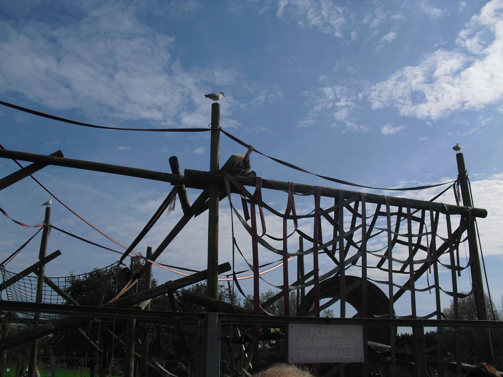 Orangutan Enclosure - 01/10/2011