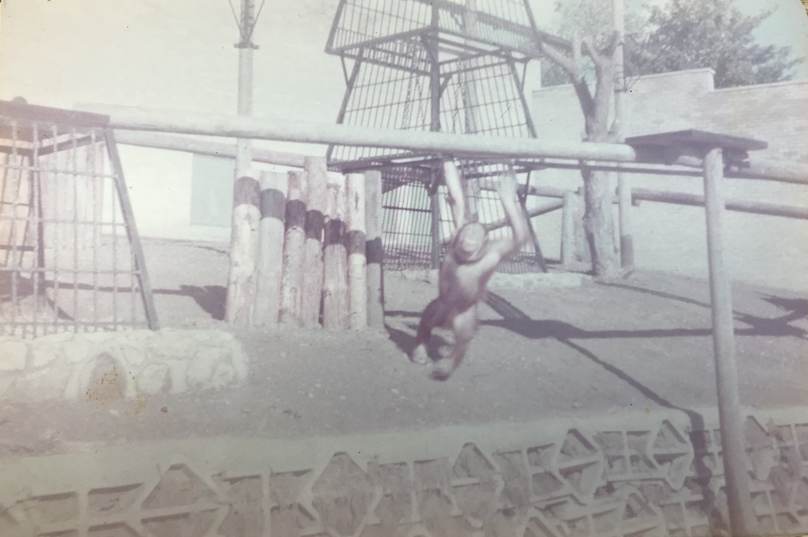 Orangutan enclosure  1983