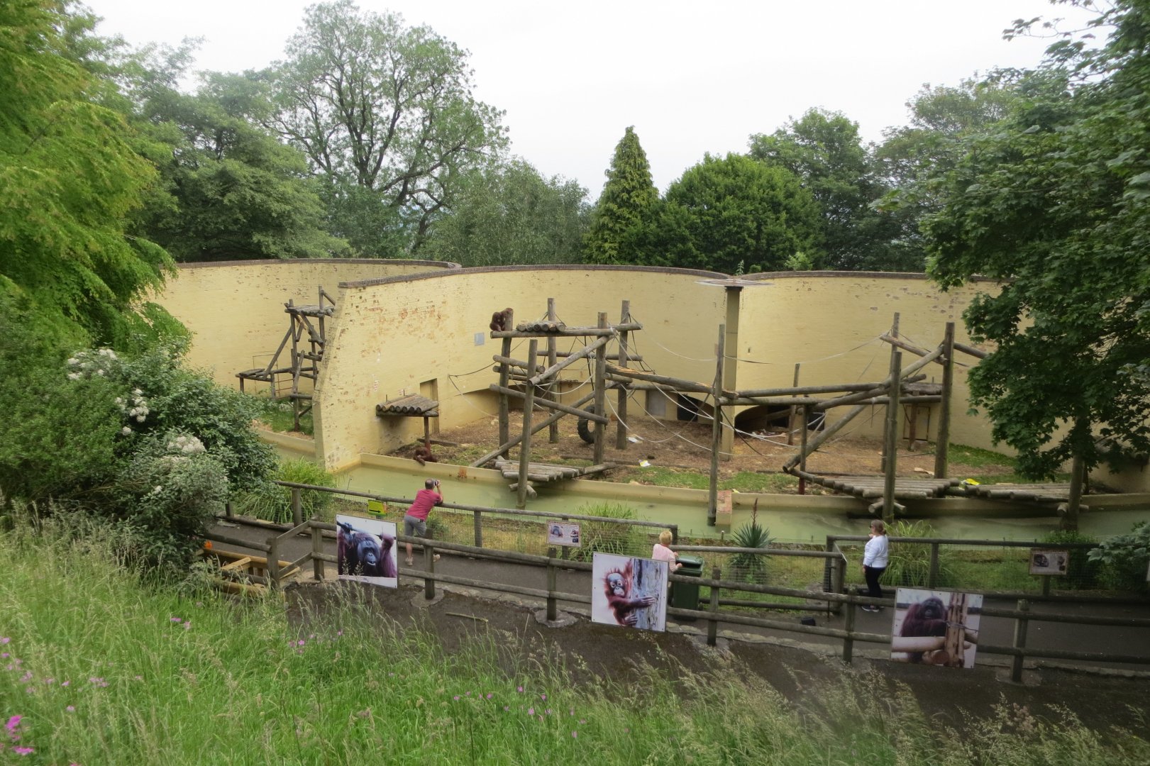 Orangutan enclosure 230619