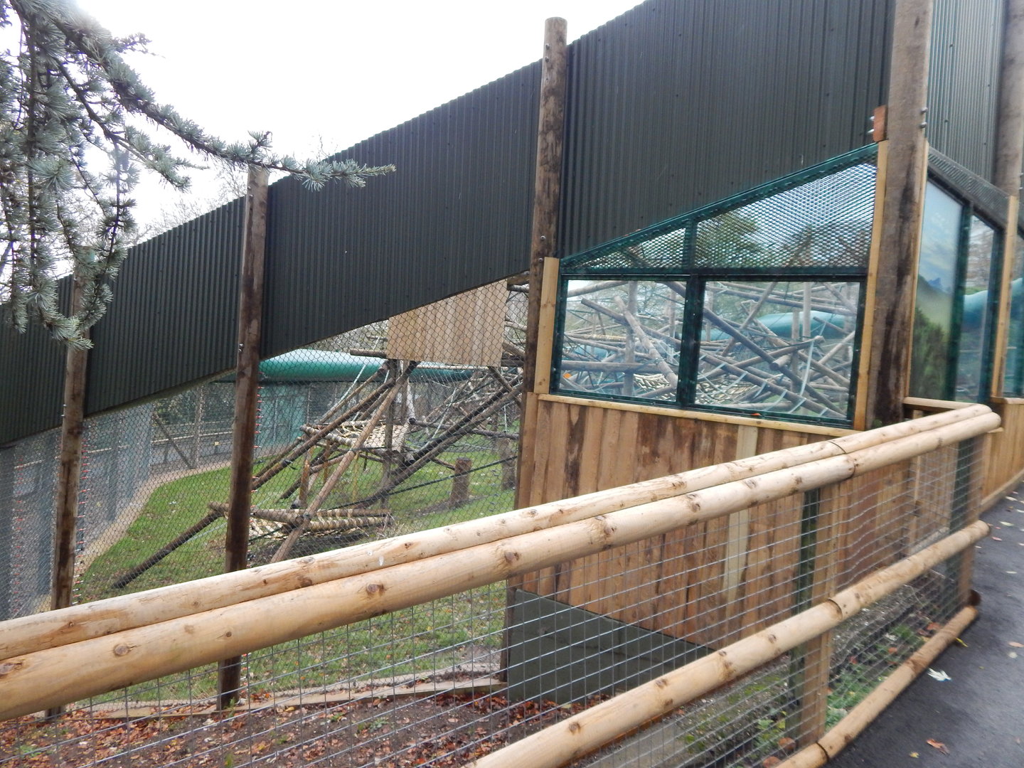 Orangutan enclosure 241122