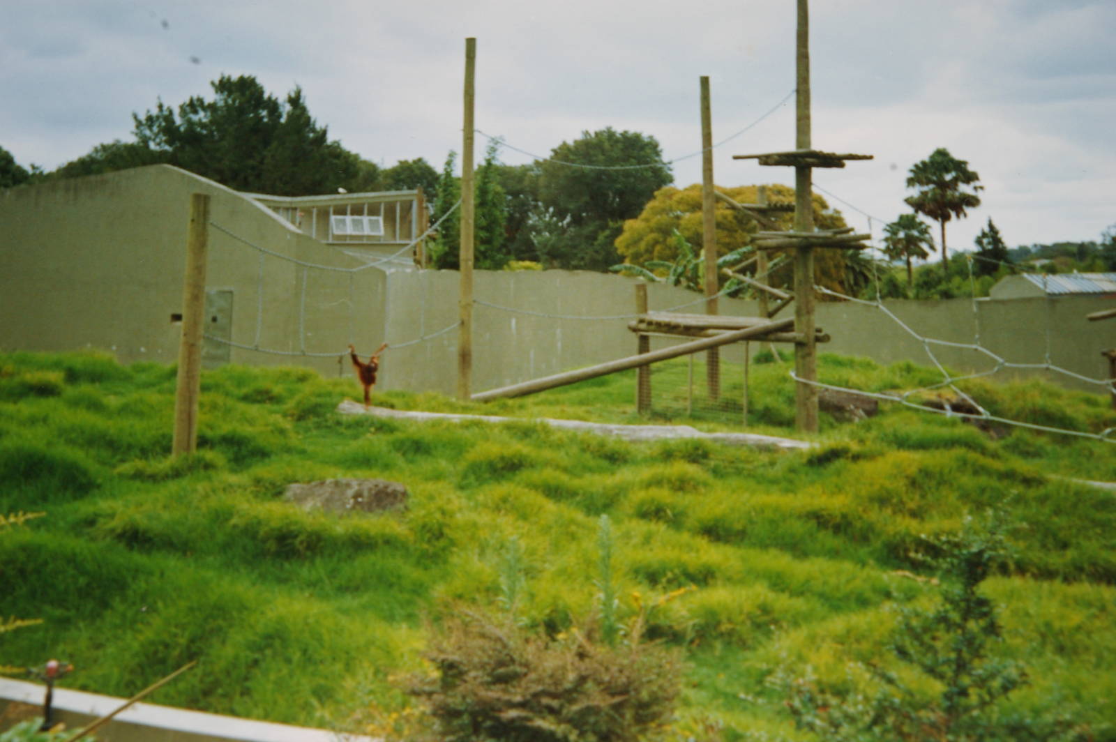 orangutan enclosure, Auckland Zoo