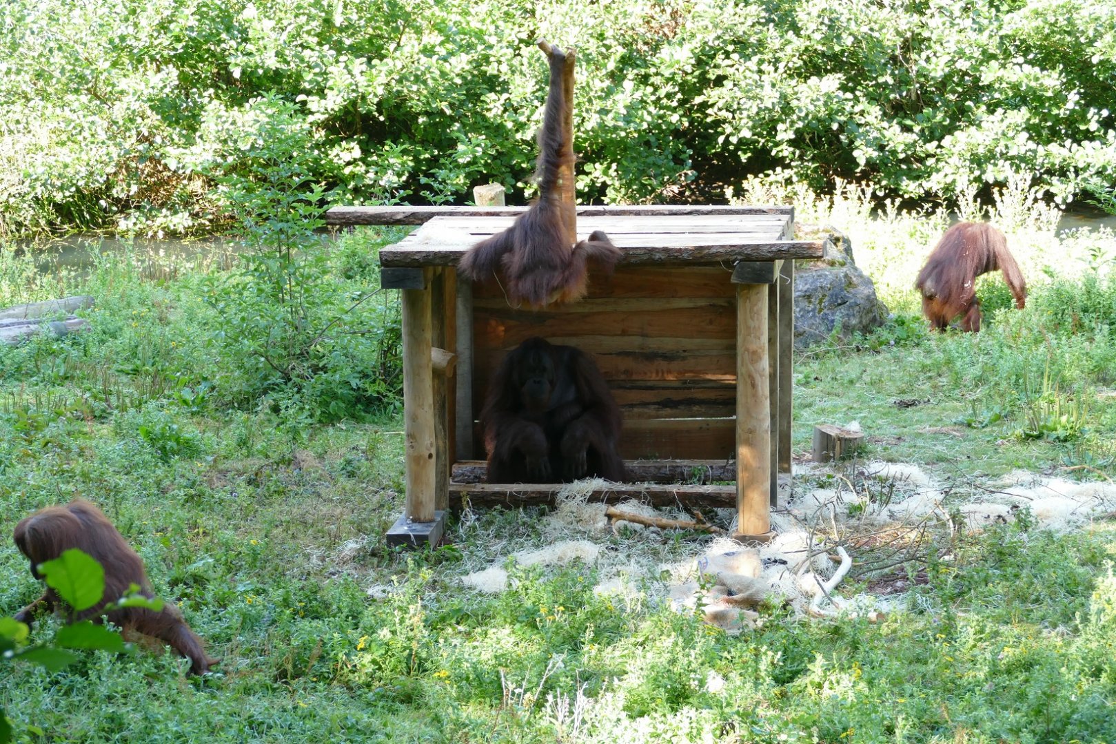Orangutan  enclosure, August 2020