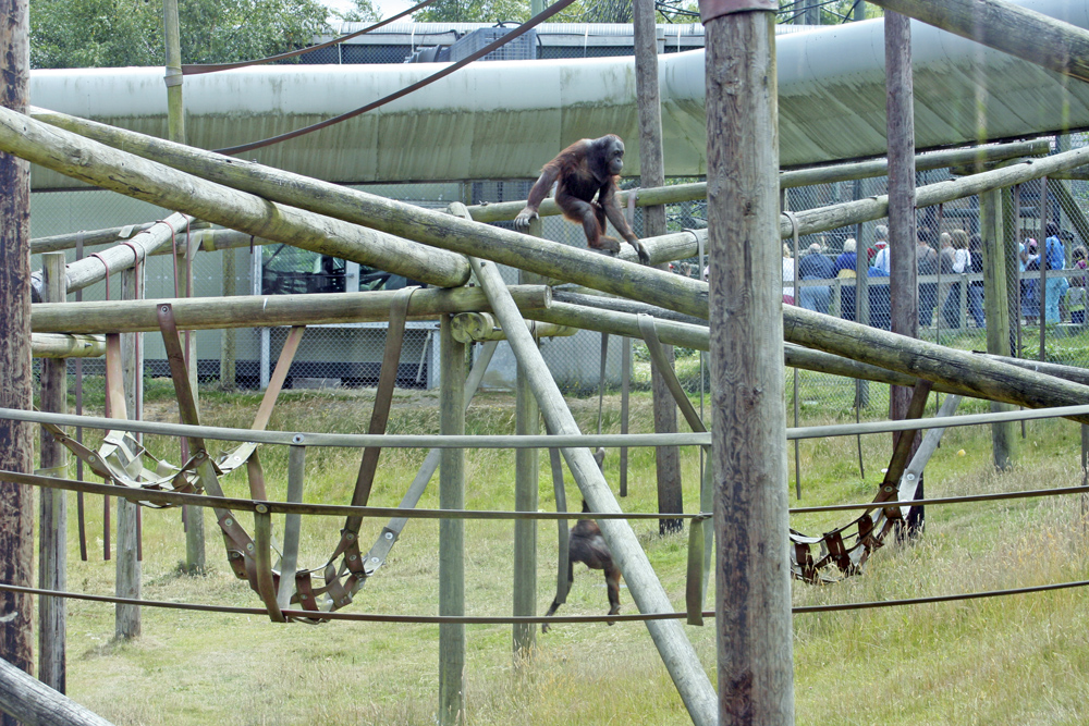 Orangutan enclosure (+ Gordon)