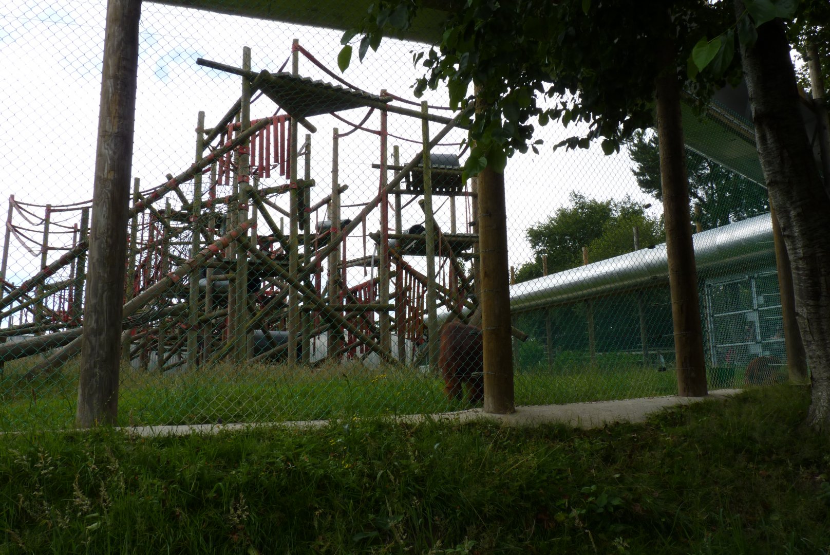 Orangutan enclosure, July 2017