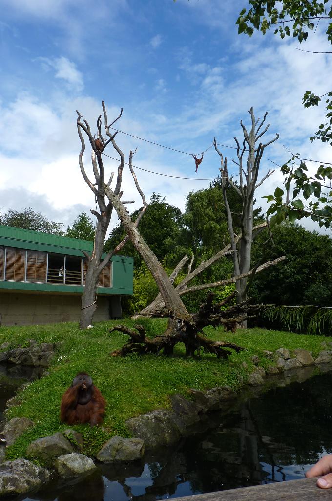 Orangutan enclosure, June 2012
