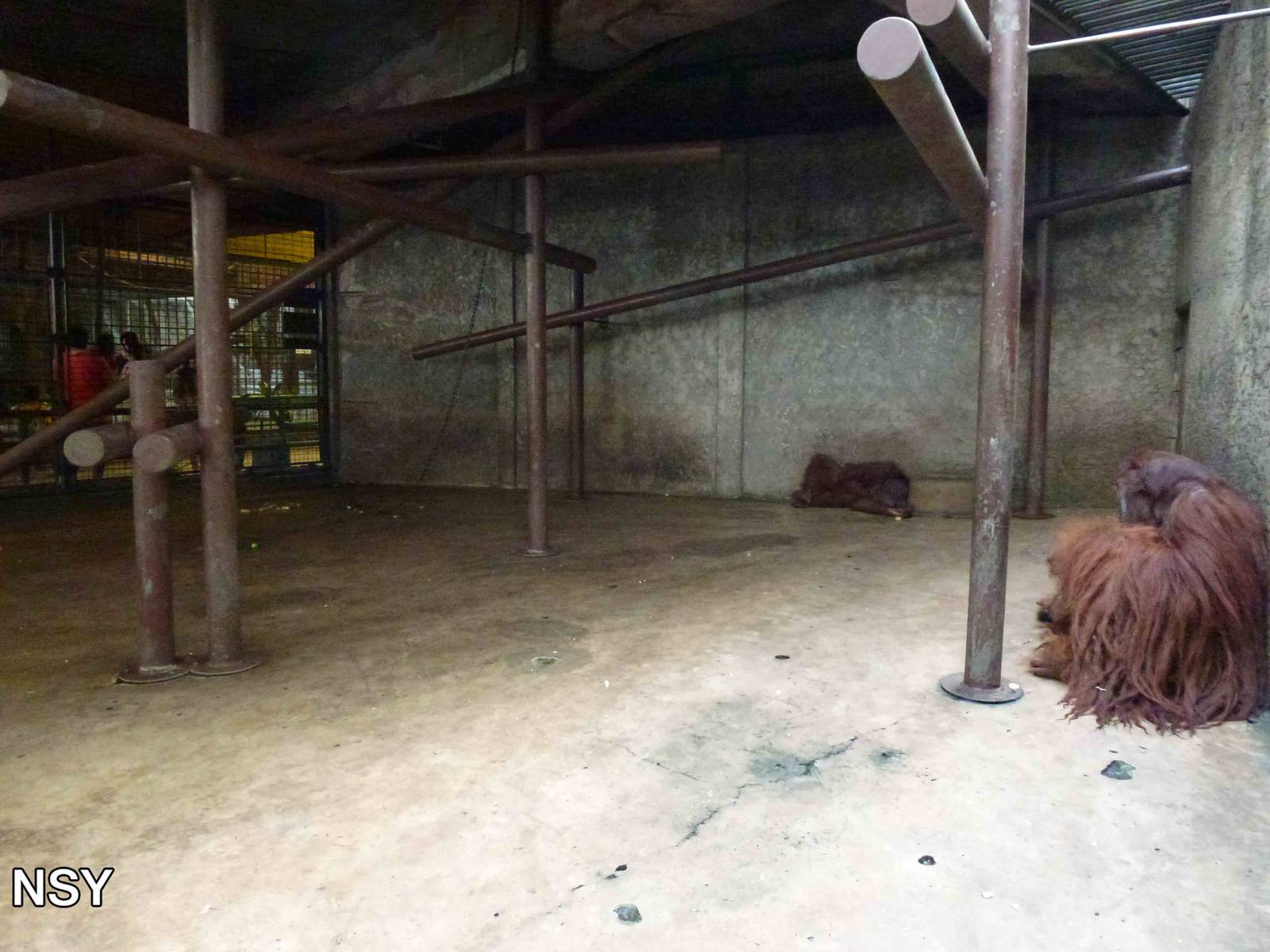 Orangutan enclosure, June 2013.