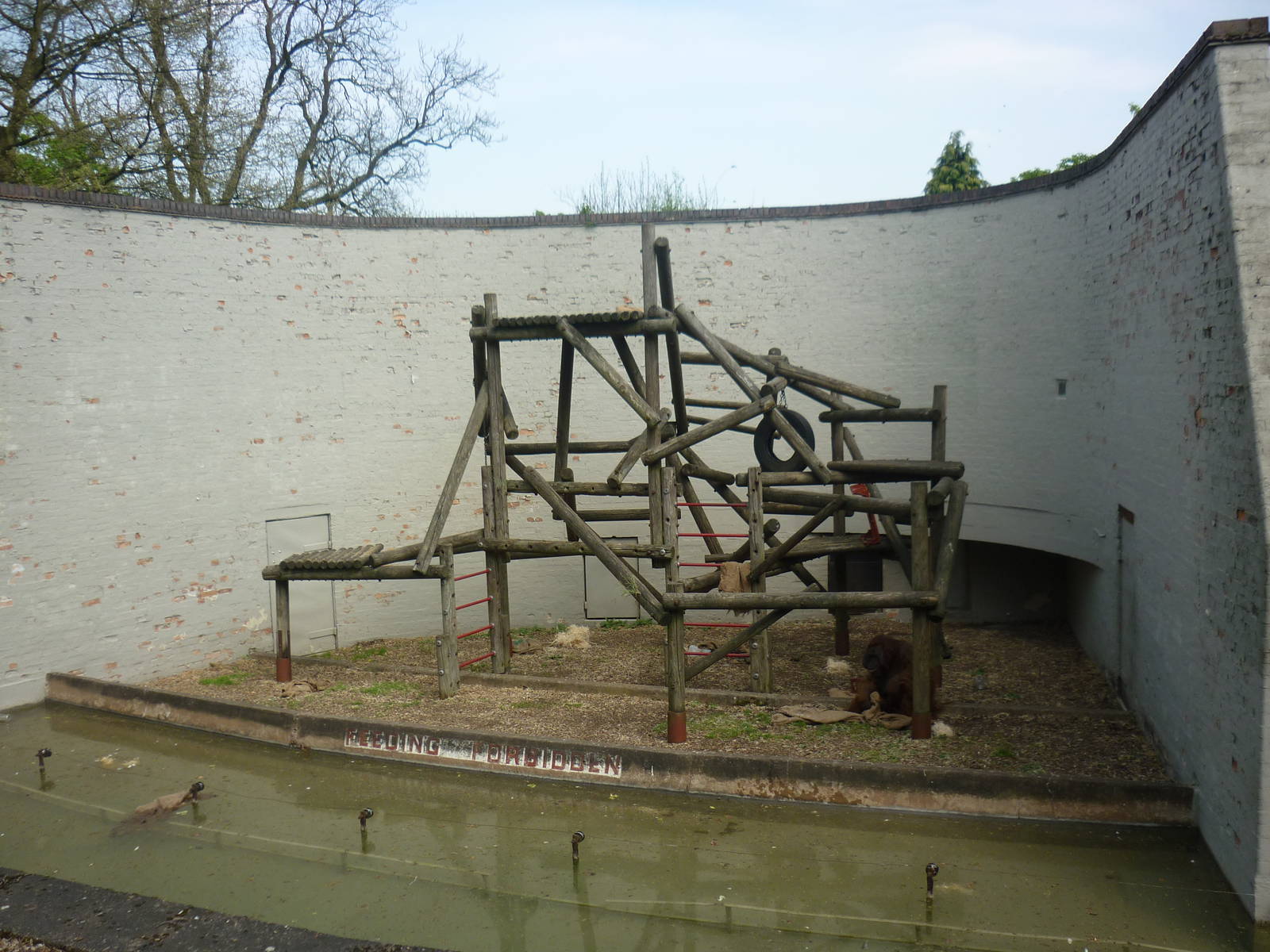 Orangutan enclosure left