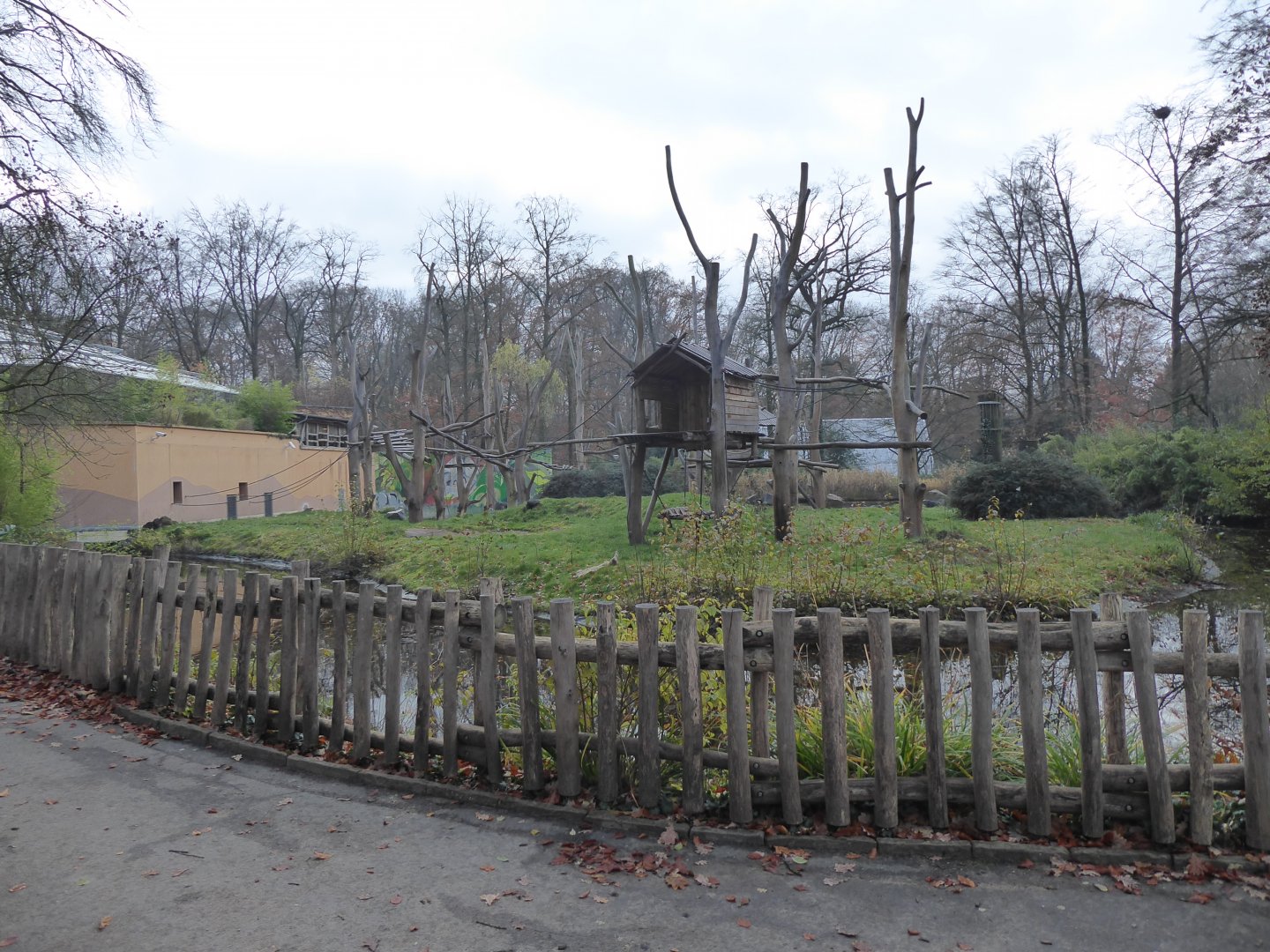Orangutan enclosure outdoors 021219