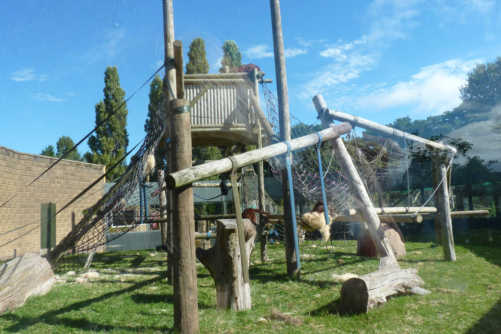 Orangutan enclosure, September 2016
