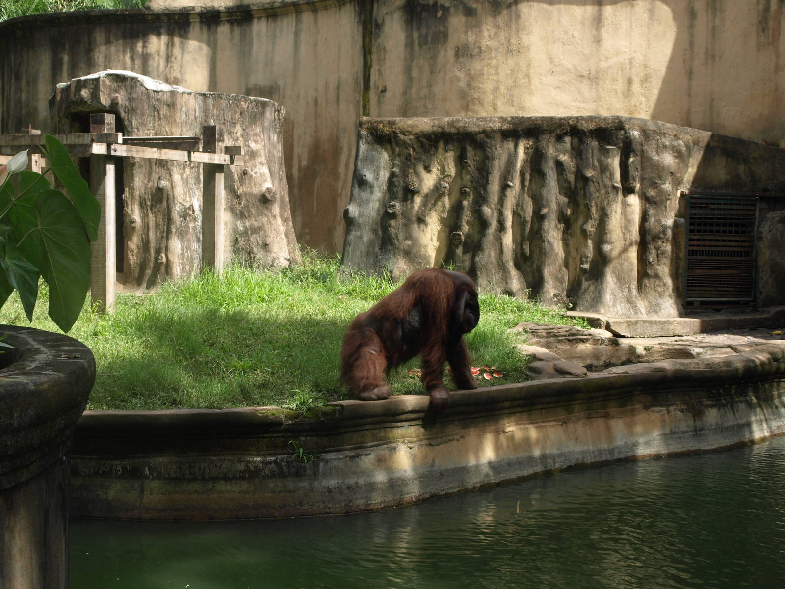 Orangutan enclosure