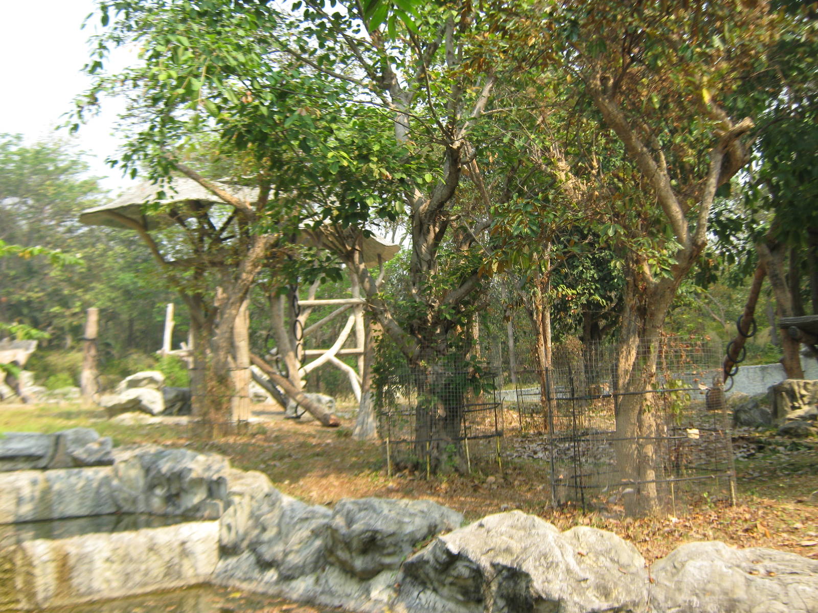 orangutan enclosure