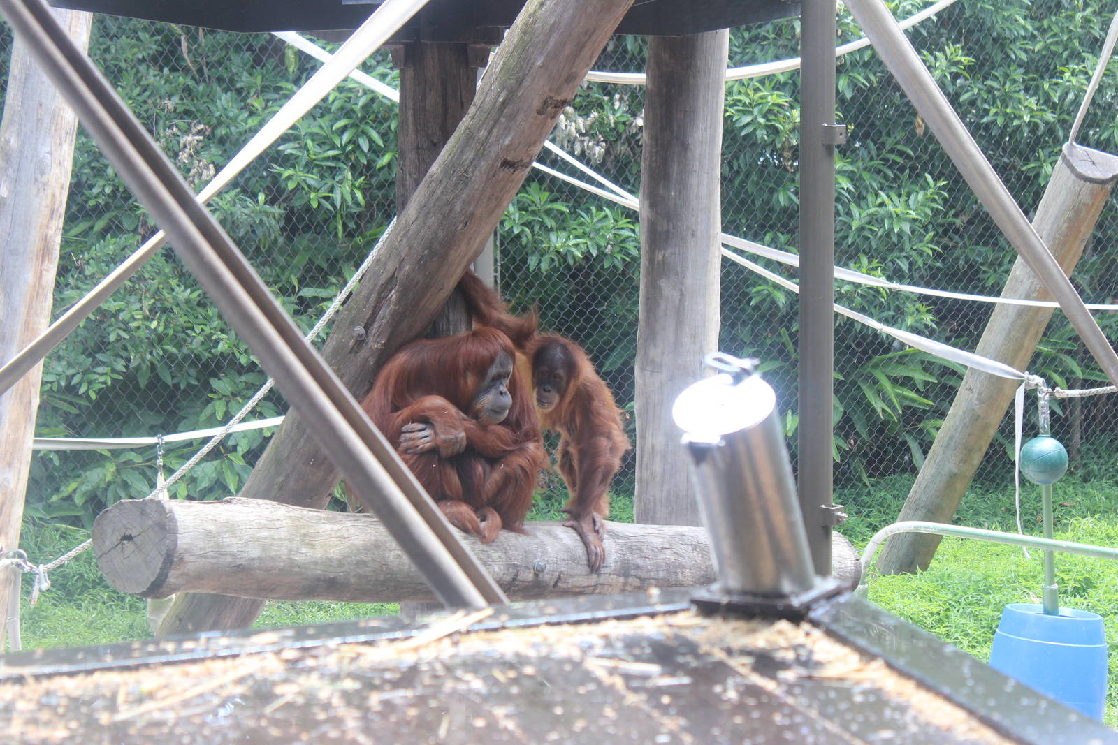 Orangutan Enclosure