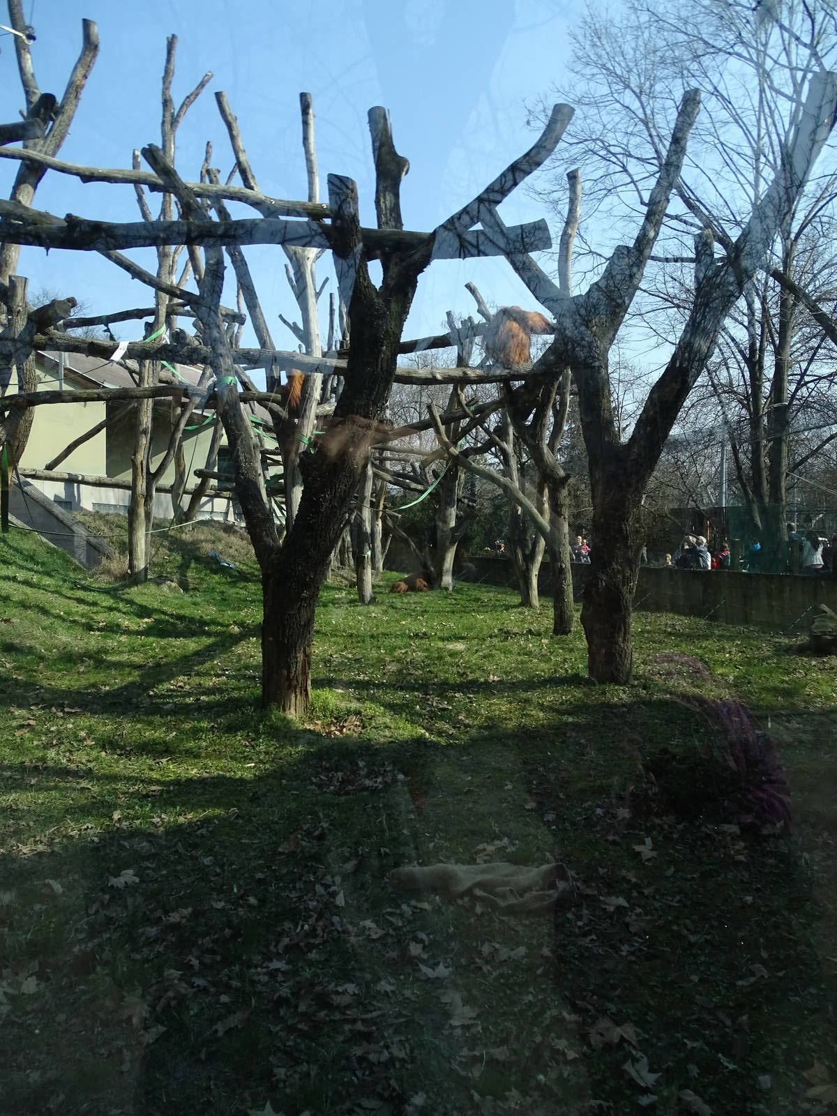 Orangutan enclosure
