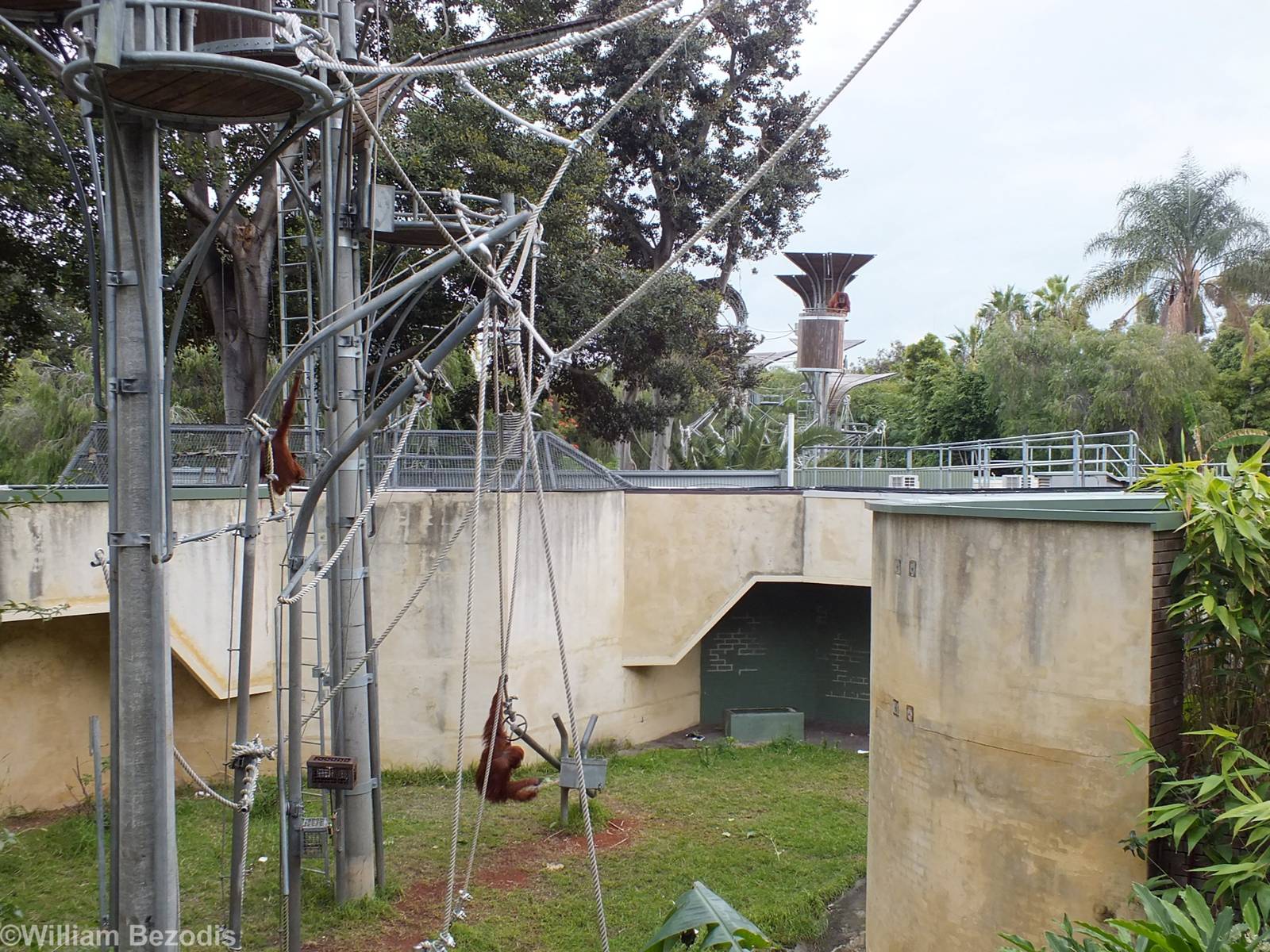 Orangutan Enclosure
