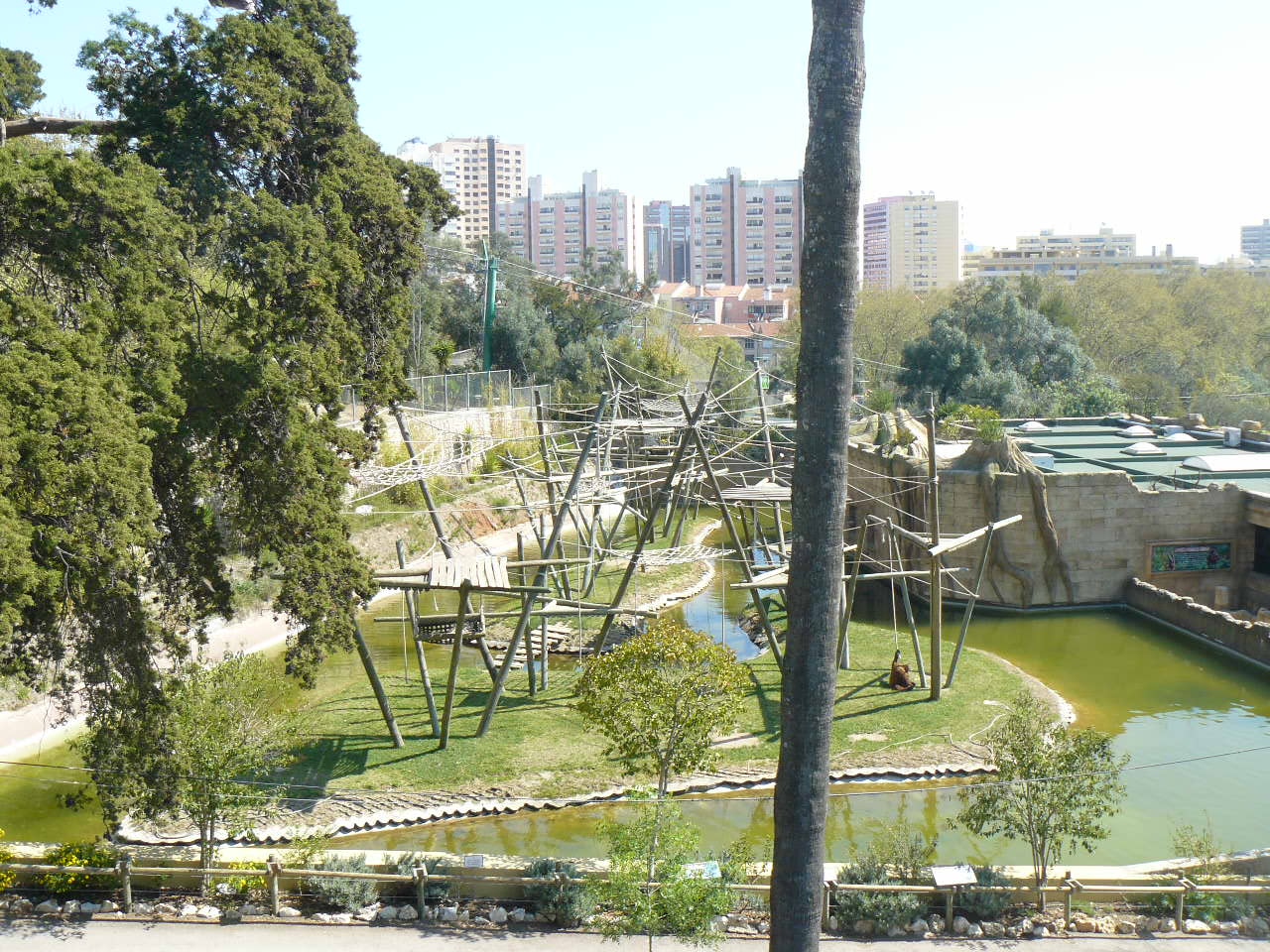 Orangutan enclosure