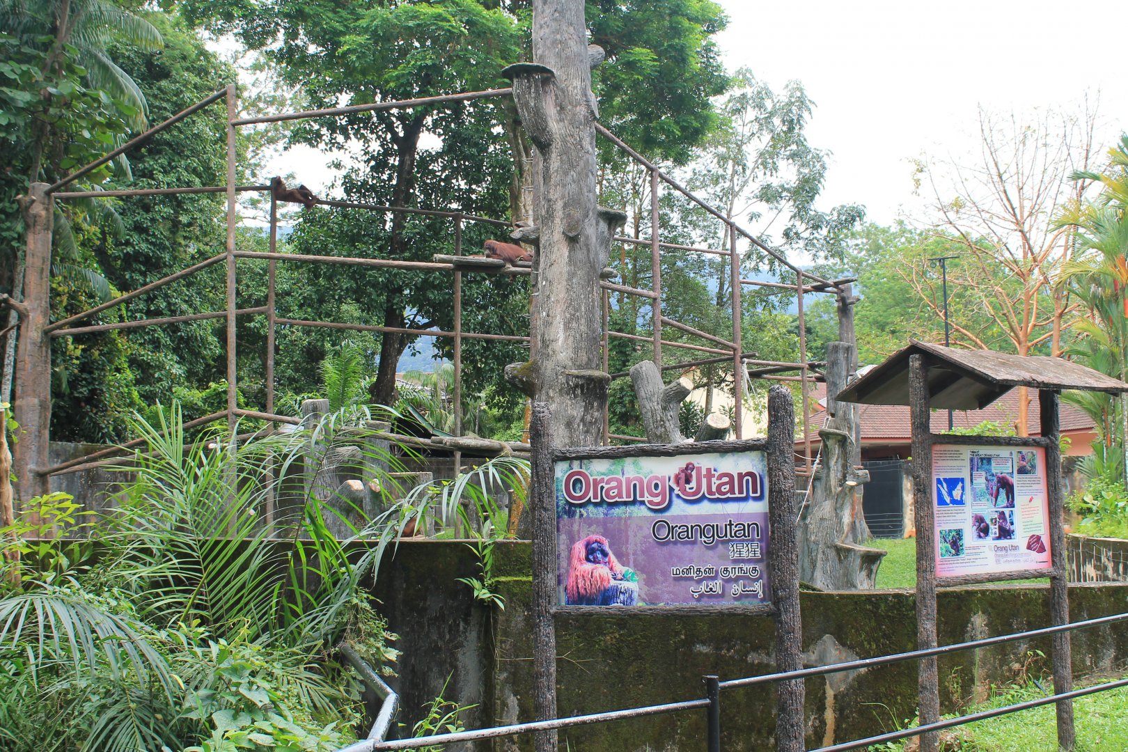 Orangutan enclosure