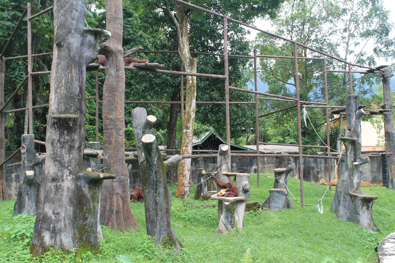 Orangutan enclosure