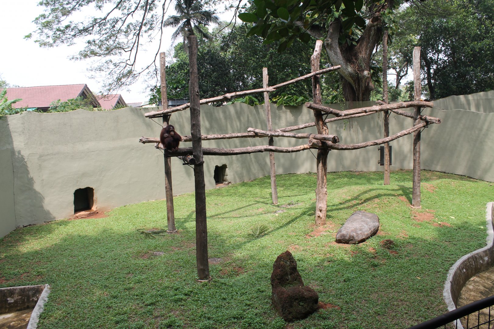 Orangutan enclosure